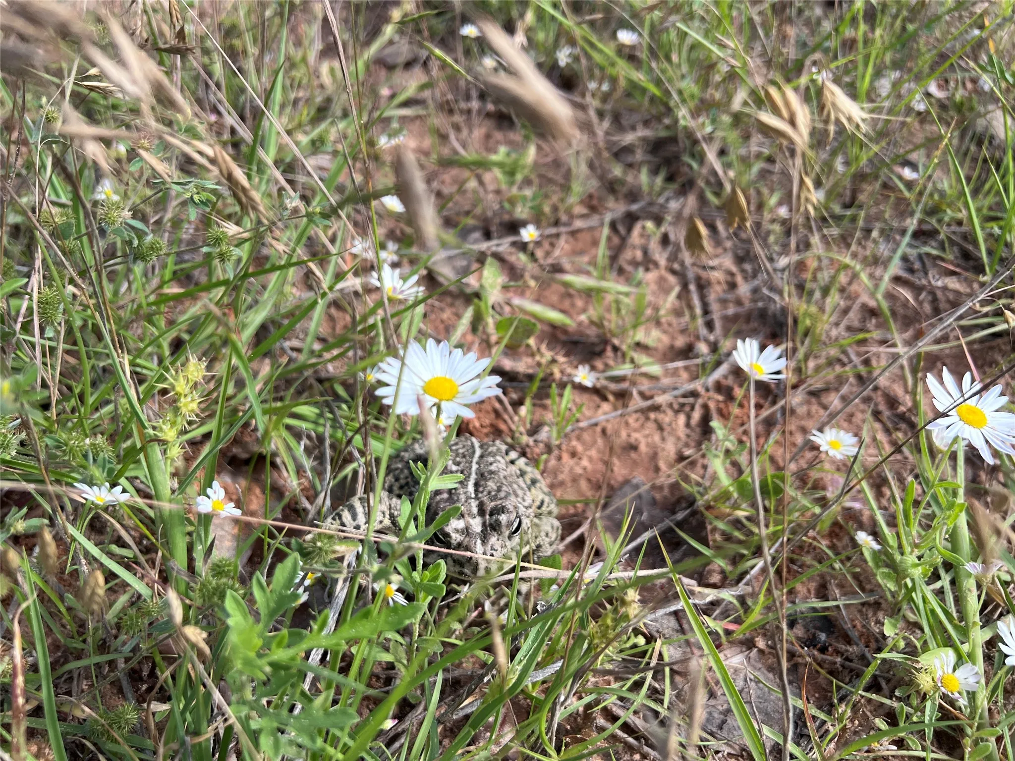 Unimproved Land For Sale in Callahan County , tbd Live Oak Trail, Clyde, Texas 79510, 0, 0, Garage spaces, 0 Sqft, built in 0, Price $73,000, mls#21328725, Real Estate Agent in Clyde, Homes For Sale in Callahan county, Homes For Sale in Clyde, Realtor in Clyde Texas, Real Estate Brokerage Independent Realty Texas, Luminita Cordes Realtor