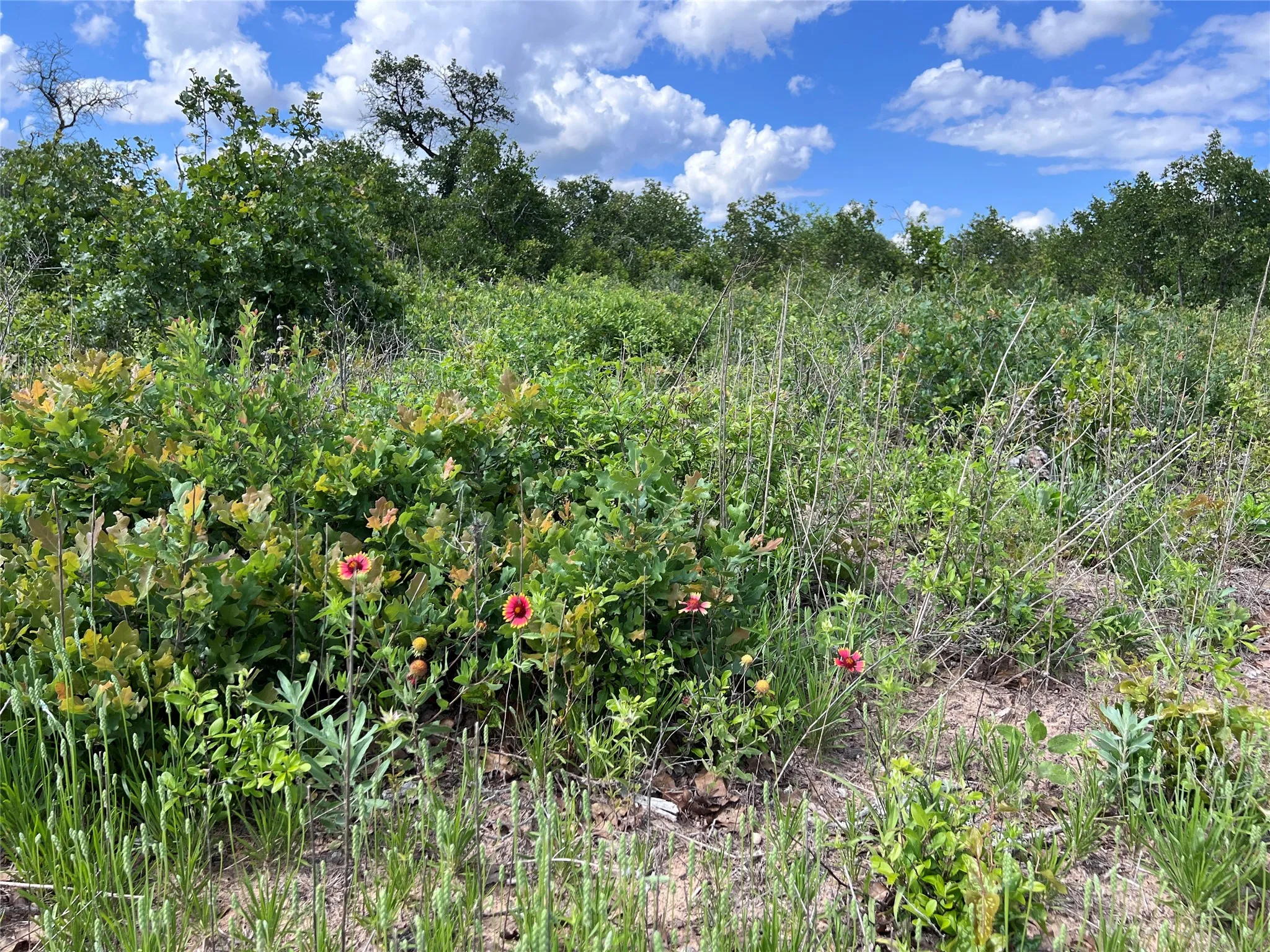 Unimproved Land For Sale in Callahan County , tbd Live Oak Trail, Clyde, Texas 79510, 0, 0, Garage spaces, 0 Sqft, built in 0, Price $73,000, mls#21328725, Real Estate Agent in Clyde, Homes For Sale in Callahan county, Homes For Sale in Clyde, Realtor in Clyde Texas, Real Estate Brokerage Independent Realty Texas, Luminita Cordes Realtor