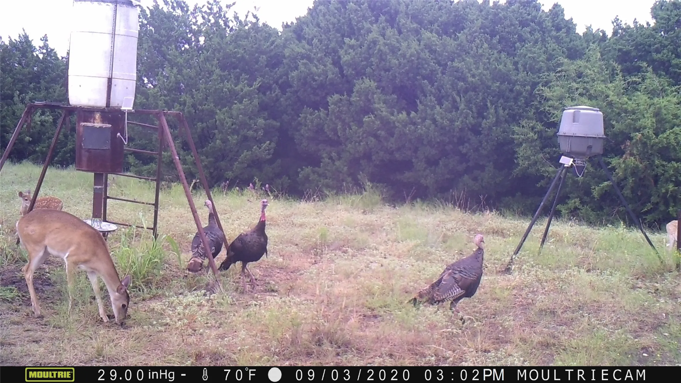 Unimproved Land For Sale in Bosque County , 1054 CR 3415, Clifton, Texas 76634, 0, 0, Garage spaces, 0 Sqft, built in 0, mls#21308311, Real Estate Agent in Clifton, Homes For Sale in Bosque county, Homes For Sale in Clifton, Realtor in Clifton Texas, Real Estate Brokerage Independent Realty Texas, Luminita Cordes Realtor