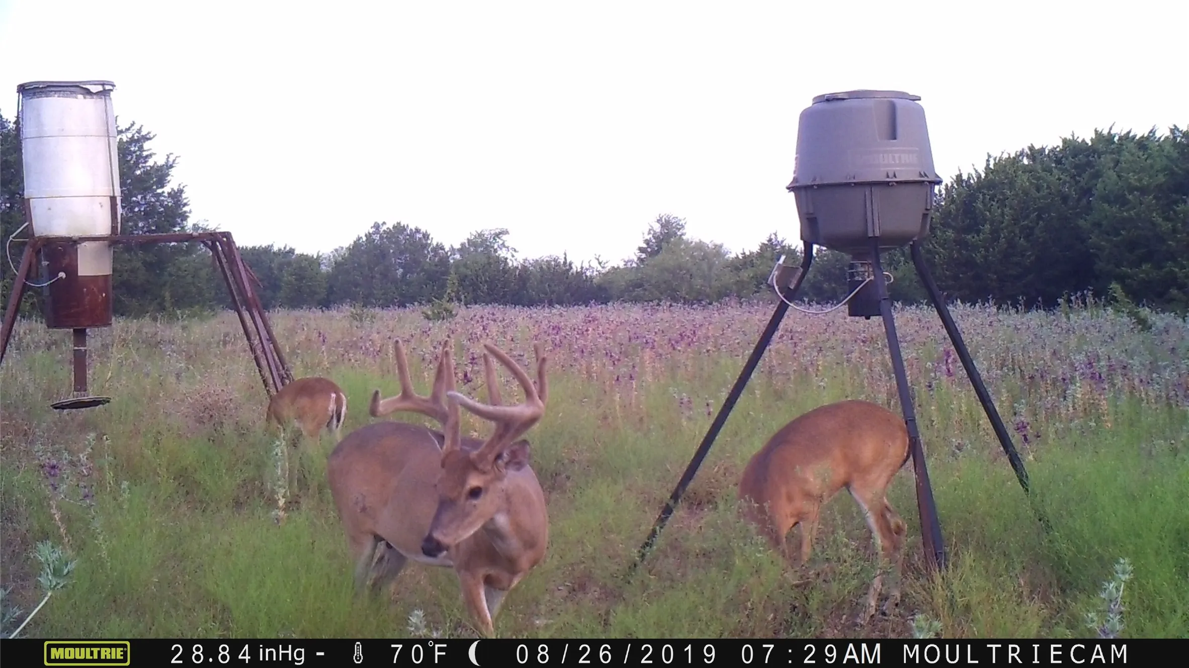 Unimproved Land For Sale in Bosque County , 1054 CR 3415, Clifton, Texas 76634, 0, 0, Garage spaces, 0 Sqft, built in 0, mls#21308311, Real Estate Agent in Clifton, Homes For Sale in Bosque county, Homes For Sale in Clifton, Realtor in Clifton Texas, Real Estate Brokerage Independent Realty Texas, Luminita Cordes Realtor