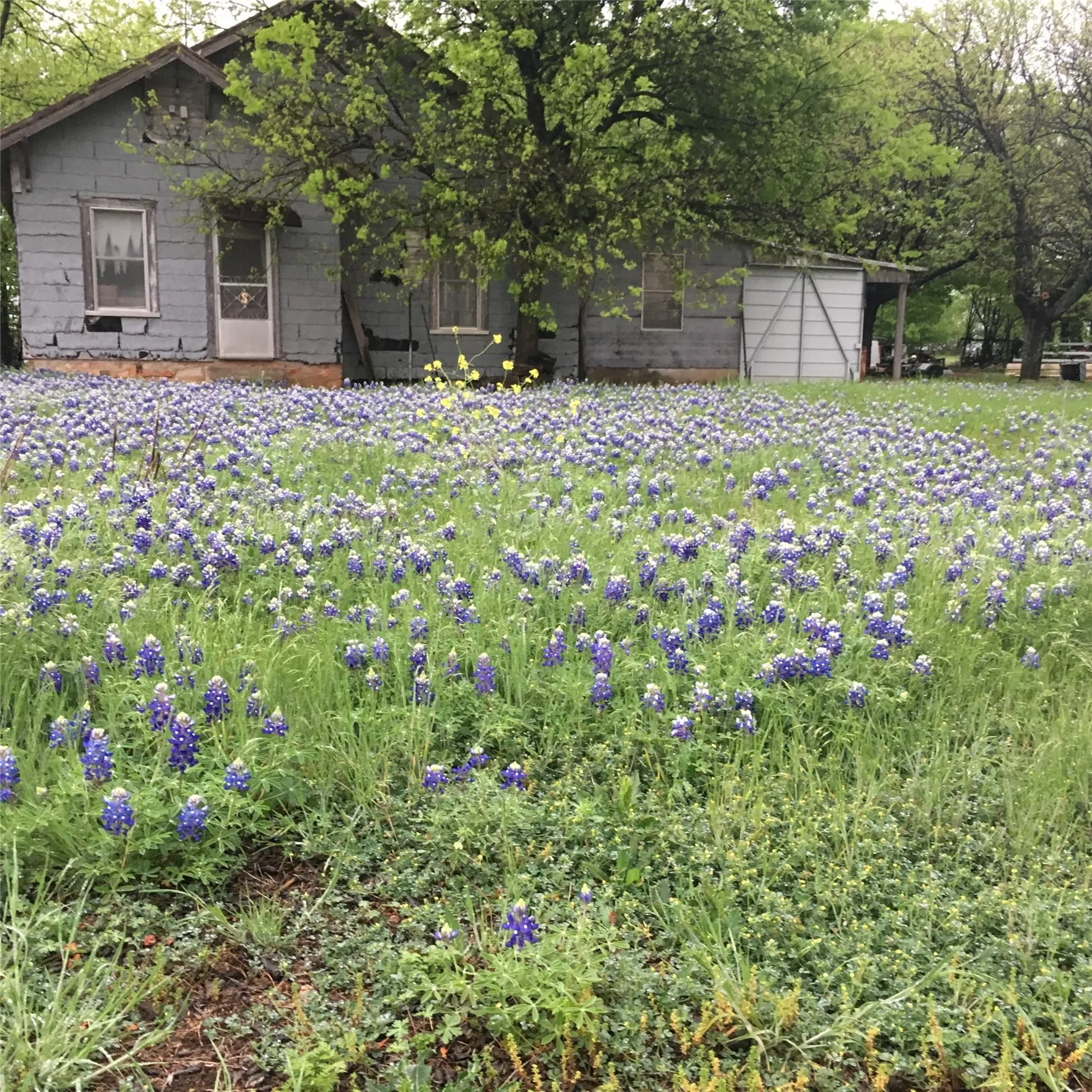 Unimproved Land For Sale in Bosque County , 1054 CR 3415, Clifton, Texas 76634, 0, 0, Garage spaces, 0 Sqft, built in 0, mls#21308311, Real Estate Agent in Clifton, Homes For Sale in Bosque county, Homes For Sale in Clifton, Realtor in Clifton Texas, Real Estate Brokerage Independent Realty Texas, Luminita Cordes Realtor
