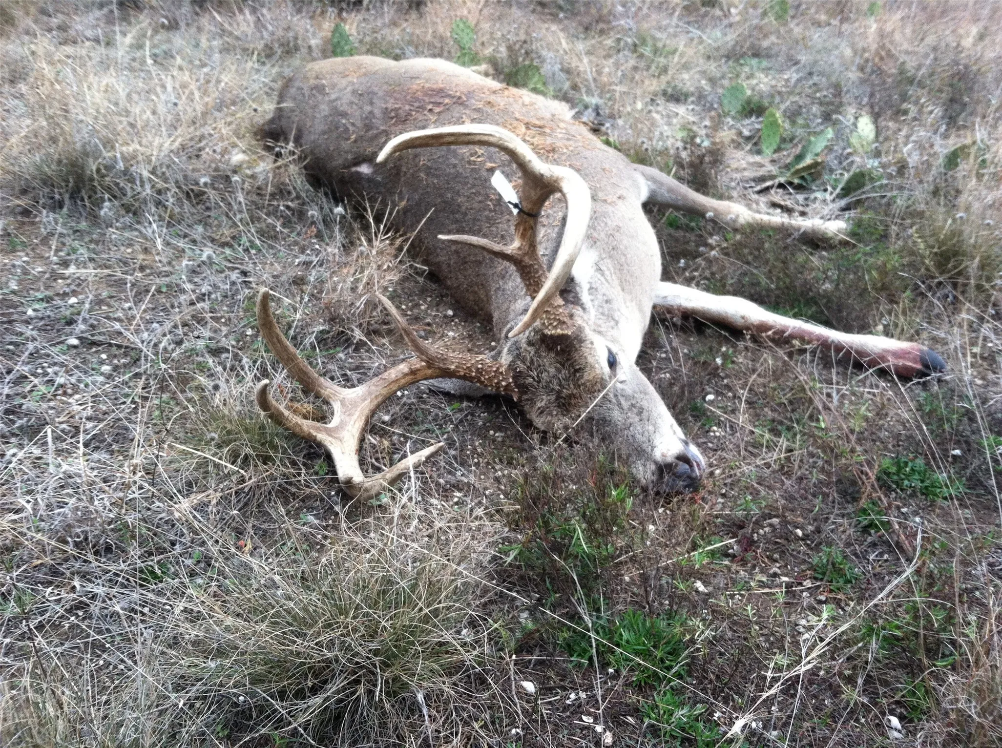Unimproved Land For Sale in Bosque County , 1054 CR 3415, Clifton, Texas 76634, 0, 0, Garage spaces, 0 Sqft, built in 0, mls#21308311, Real Estate Agent in Clifton, Homes For Sale in Bosque county, Homes For Sale in Clifton, Realtor in Clifton Texas, Real Estate Brokerage Independent Realty Texas, Luminita Cordes Realtor