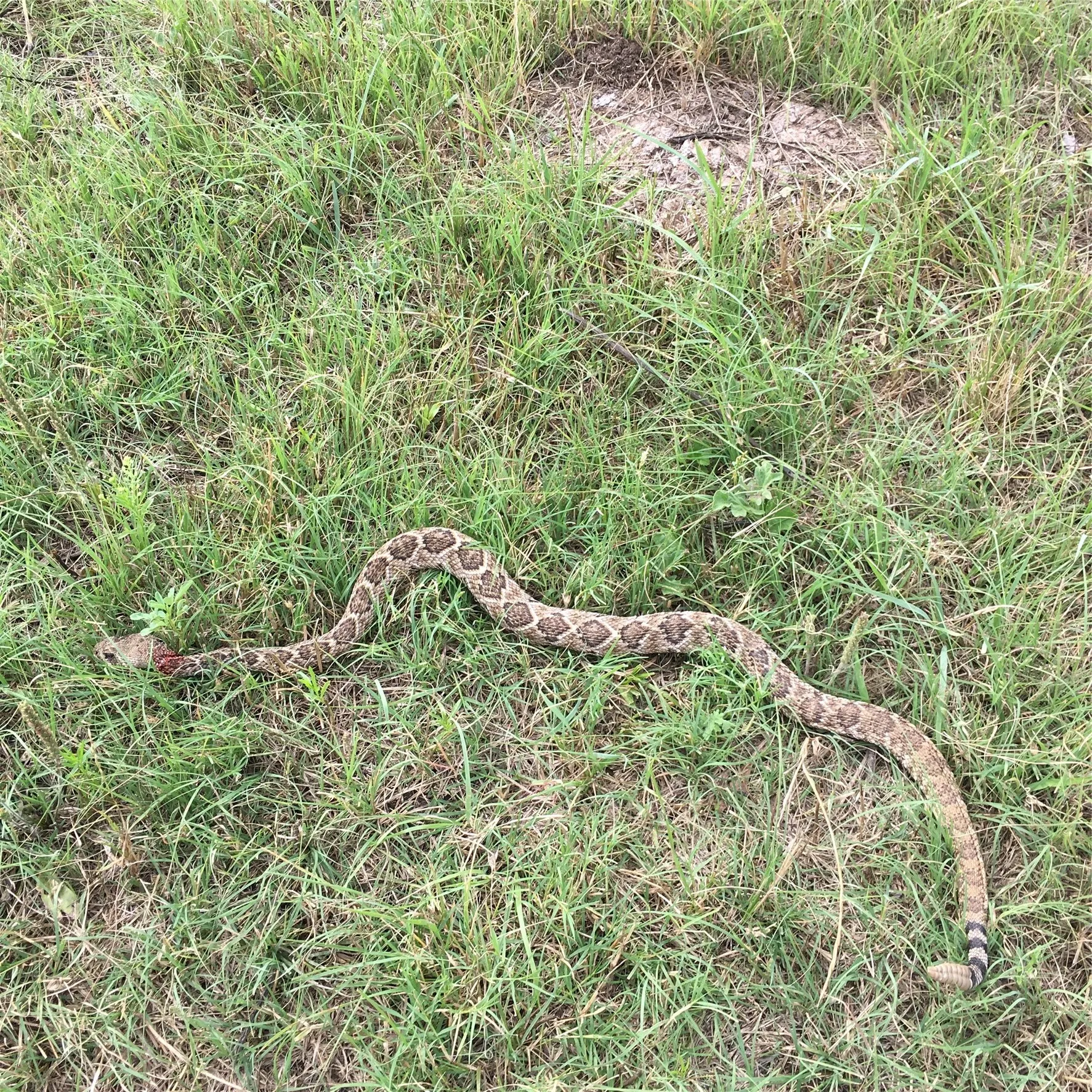 Unimproved Land For Sale in Bosque County , 1054 CR 3415, Clifton, Texas 76634, 0, 0, Garage spaces, 0 Sqft, built in 0, mls#21308311, Real Estate Agent in Clifton, Homes For Sale in Bosque county, Homes For Sale in Clifton, Realtor in Clifton Texas, Real Estate Brokerage Independent Realty Texas, Luminita Cordes Realtor