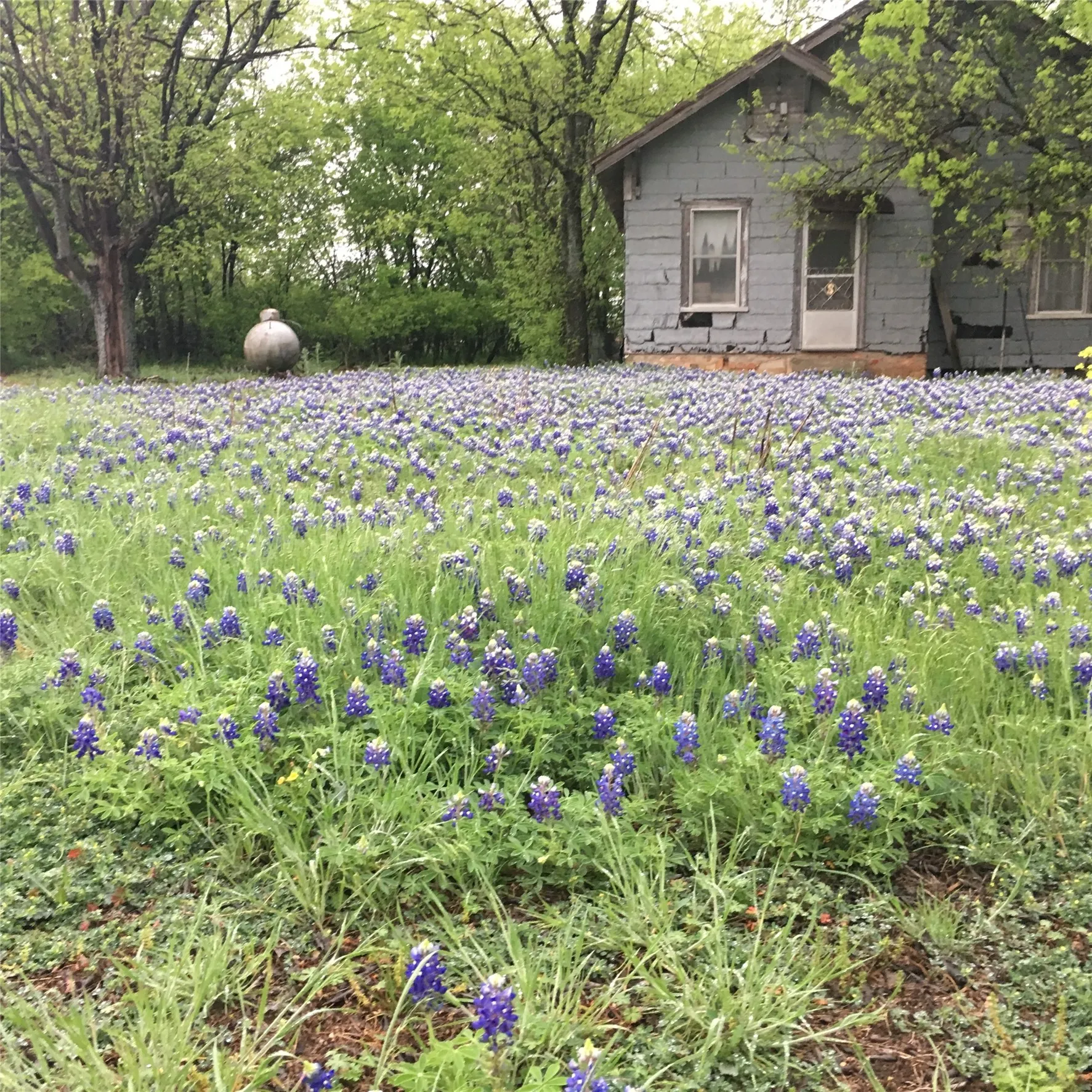 Unimproved Land For Sale in Bosque County , 1054 CR 3415, Clifton, Texas 76634, 0, 0, Garage spaces, 0 Sqft, built in 0, mls#21308311, Real Estate Agent in Clifton, Homes For Sale in Bosque county, Homes For Sale in Clifton, Realtor in Clifton Texas, Real Estate Brokerage Independent Realty Texas, Luminita Cordes Realtor