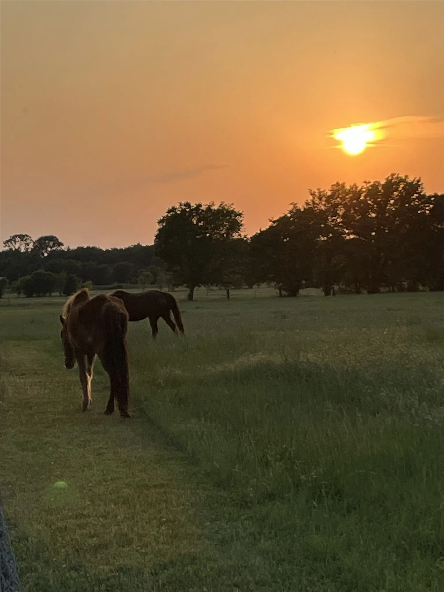 Farm For Sale in Wise County , 716 County Road 3241, Paradise, Texas 76073, 4 Bedroom, 3 Bathroom, 2 Garage spaces, 2,380 Sqft, built in 2019, mls#21326646, Real Estate Agent in Paradise, Homes For Sale in Wise county, Homes For Sale in Paradise, Realtor in Paradise Texas, Real Estate Brokerage Independent Realty Texas, Luminita Cordes Realtor