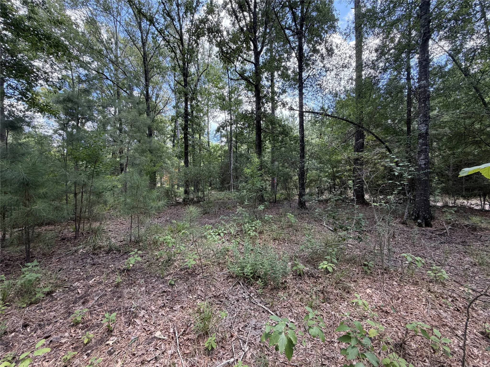 Improved Land For Sale in Panola County , 6572 S FM 31, Carthage, Texas 75633, 0, 0, Garage spaces, 0 Sqft, built in 2026, mls#21329136, Real Estate Agent in Carthage, Homes For Sale in Panola county, Homes For Sale in Carthage, Realtor in Carthage Texas, Real Estate Brokerage Independent Realty Texas, Luminita Cordes Realtor