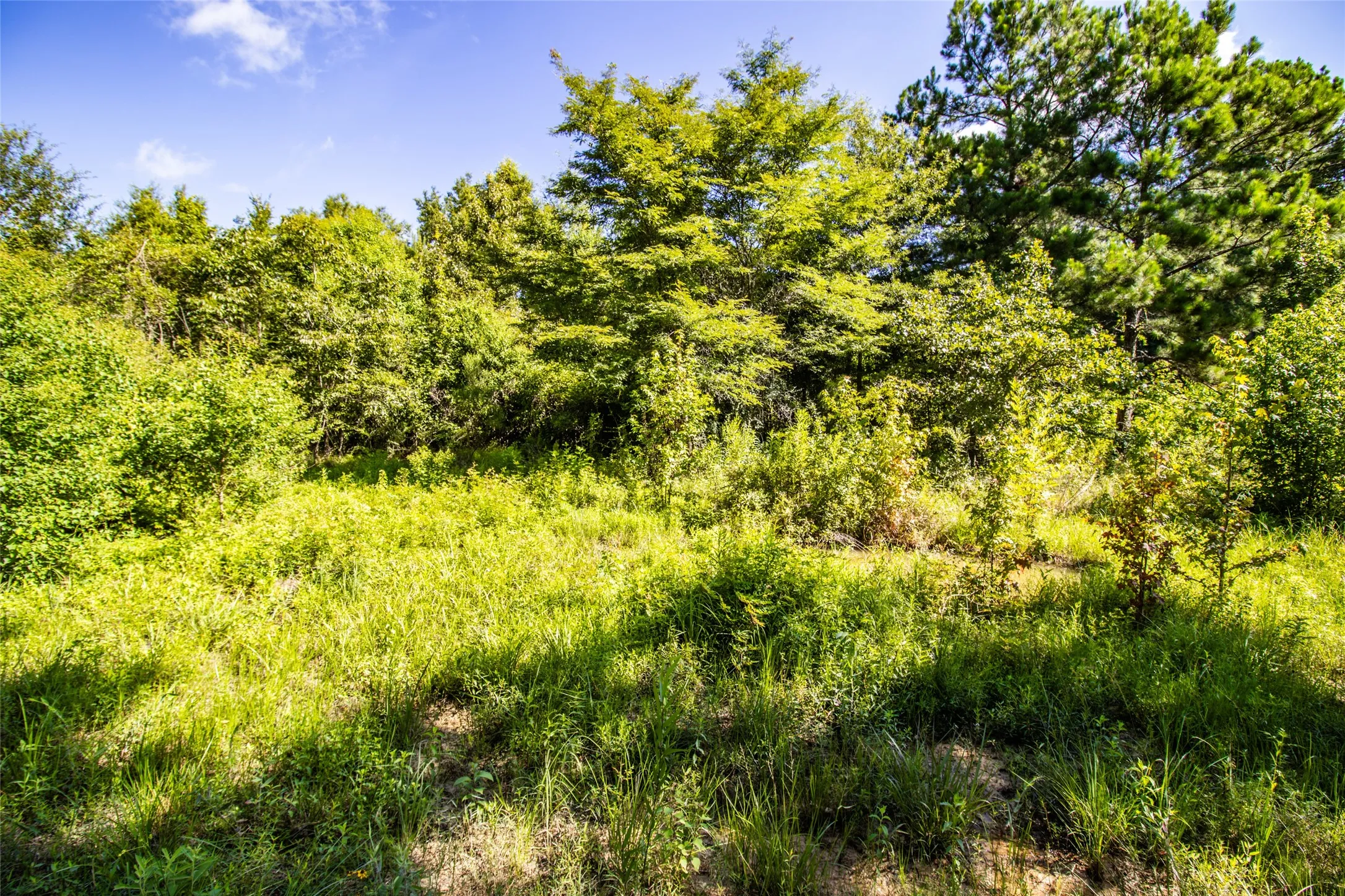 Improved Land For Sale in Panola County , 6572 S FM 31, Carthage, Texas 75633, 0, 0, Garage spaces, 0 Sqft, built in 2026, mls#21329136, Real Estate Agent in Carthage, Homes For Sale in Panola county, Homes For Sale in Carthage, Realtor in Carthage Texas, Real Estate Brokerage Independent Realty Texas, Luminita Cordes Realtor