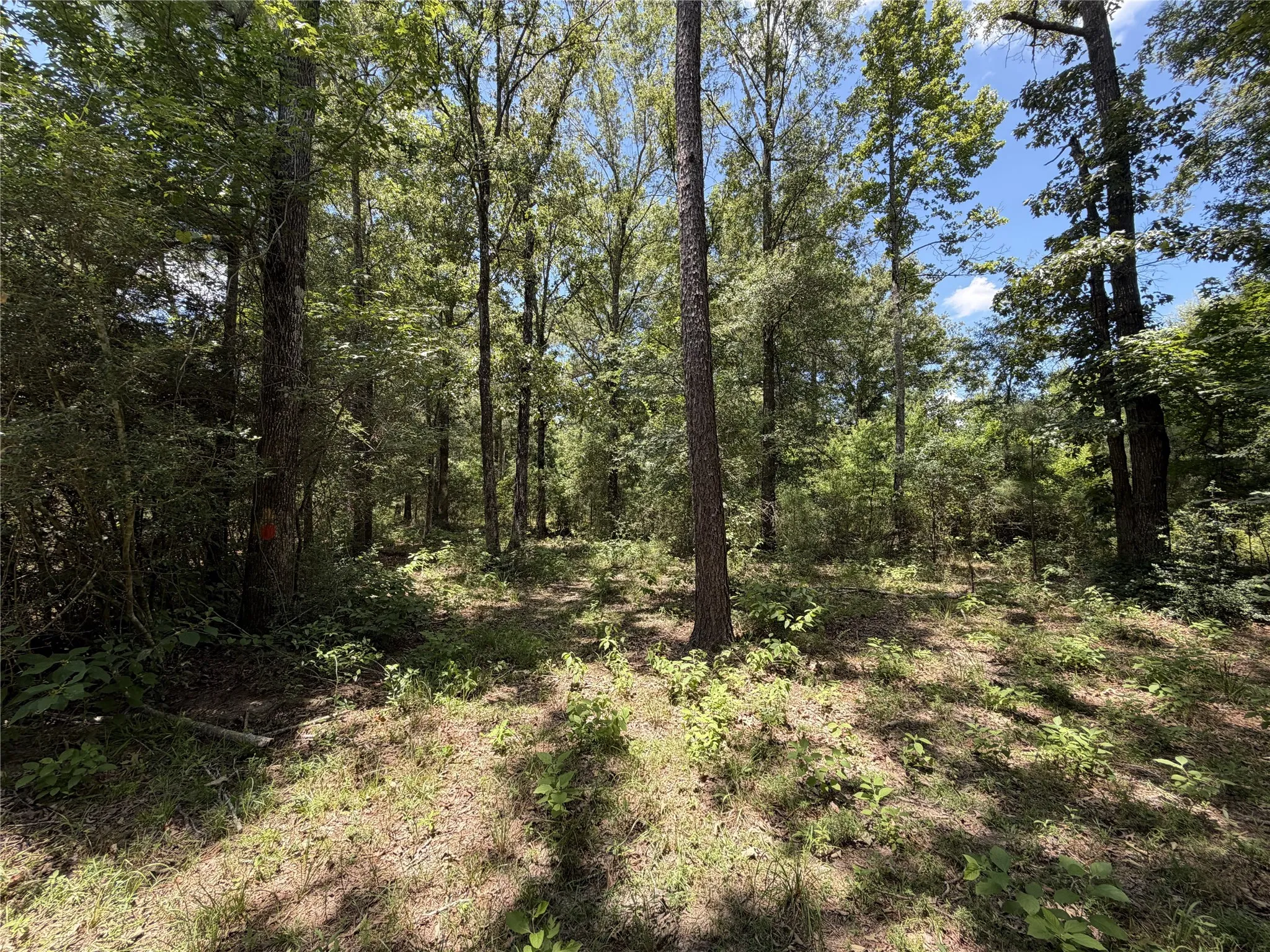 Improved Land For Sale in Panola County , 6572 S FM 31, Carthage, Texas 75633, 0, 0, Garage spaces, 0 Sqft, built in 2026, mls#21329136, Real Estate Agent in Carthage, Homes For Sale in Panola county, Homes For Sale in Carthage, Realtor in Carthage Texas, Real Estate Brokerage Independent Realty Texas, Luminita Cordes Realtor