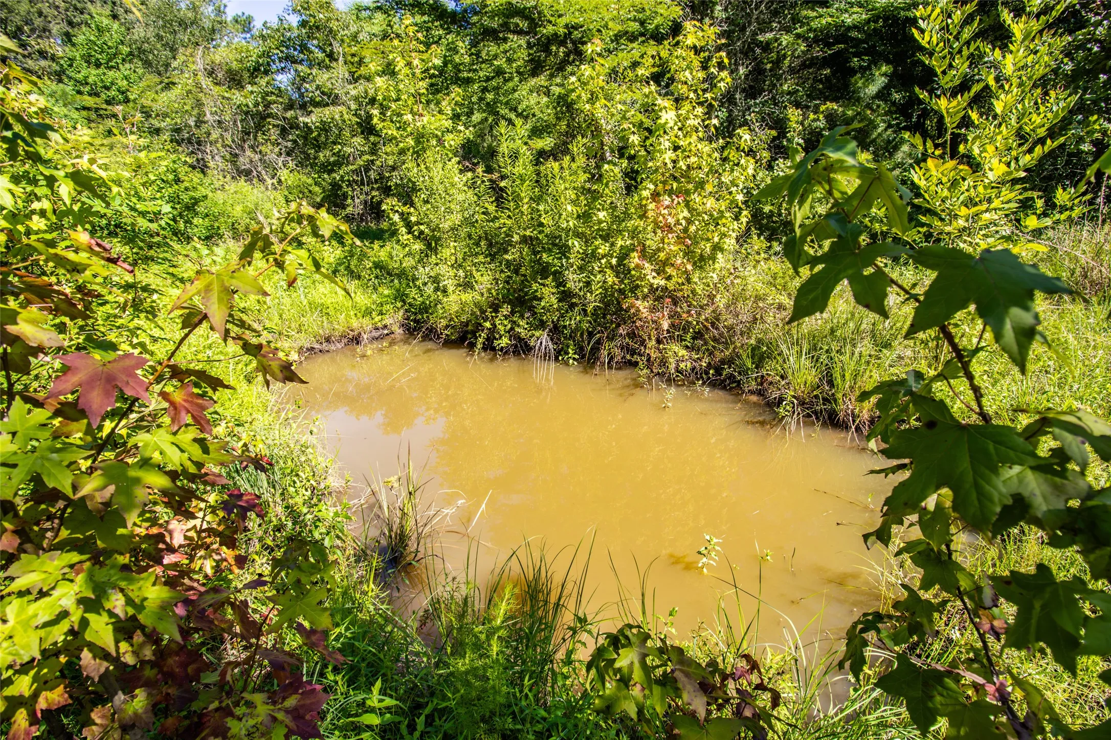 Improved Land For Sale in Panola County , 6572 S FM 31, Carthage, Texas 75633, 0, 0, Garage spaces, 0 Sqft, built in 2026, mls#21329136, Real Estate Agent in Carthage, Homes For Sale in Panola county, Homes For Sale in Carthage, Realtor in Carthage Texas, Real Estate Brokerage Independent Realty Texas, Luminita Cordes Realtor