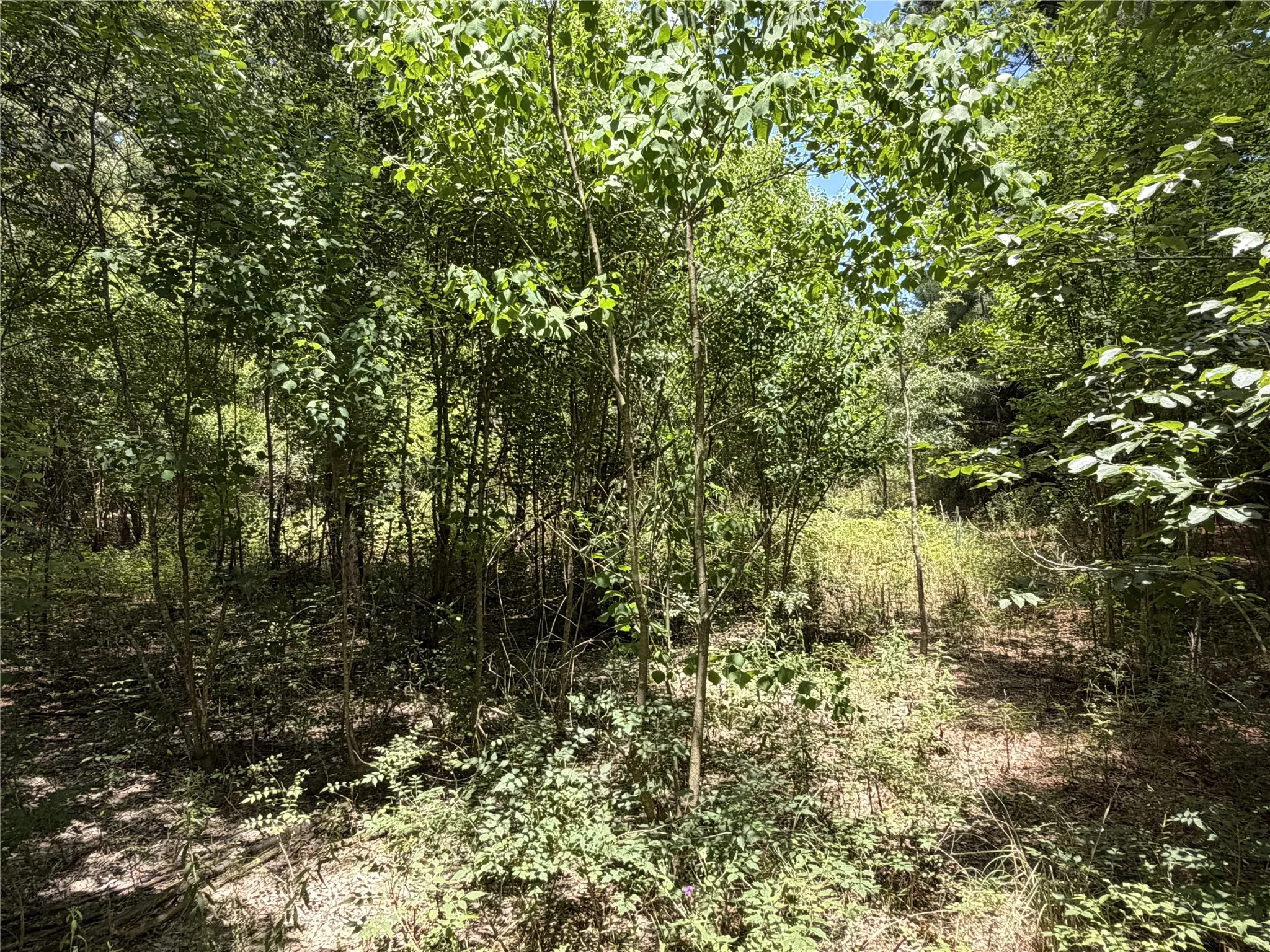Improved Land For Sale in Panola County , 6572 S FM 31, Carthage, Texas 75633, 0, 0, Garage spaces, 0 Sqft, built in 2026, mls#21329136, Real Estate Agent in Carthage, Homes For Sale in Panola county, Homes For Sale in Carthage, Realtor in Carthage Texas, Real Estate Brokerage Independent Realty Texas, Luminita Cordes Realtor