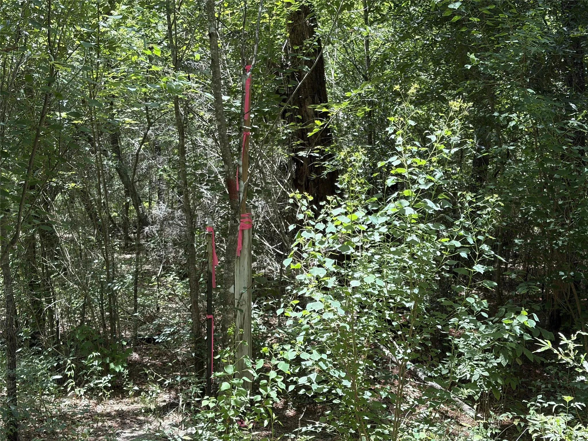 Improved Land For Sale in Panola County , 6572 S FM 31, Carthage, Texas 75633, 0, 0, Garage spaces, 0 Sqft, built in 2026, mls#21329136, Real Estate Agent in Carthage, Homes For Sale in Panola county, Homes For Sale in Carthage, Realtor in Carthage Texas, Real Estate Brokerage Independent Realty Texas, Luminita Cordes Realtor