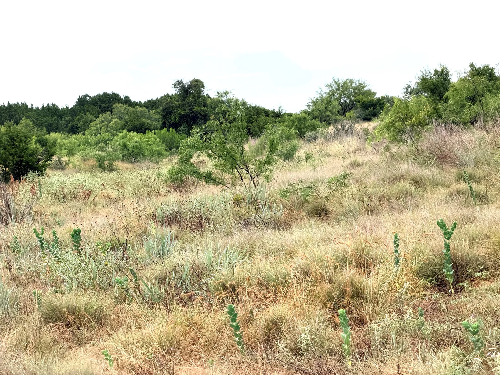 Ranch For Sale in Mills County , 104 Live Oak Mott Drive, Goldthwaite, Texas 76844, 0, 0, Garage spaces, 0 Sqft, built in 0, mls#21329177, Real Estate Agent in Goldthwaite, Homes For Sale in Mills county, Homes For Sale in Goldthwaite, Realtor in Goldthwaite Texas, Real Estate Brokerage Independent Realty Texas, Luminita Cordes Realtor
