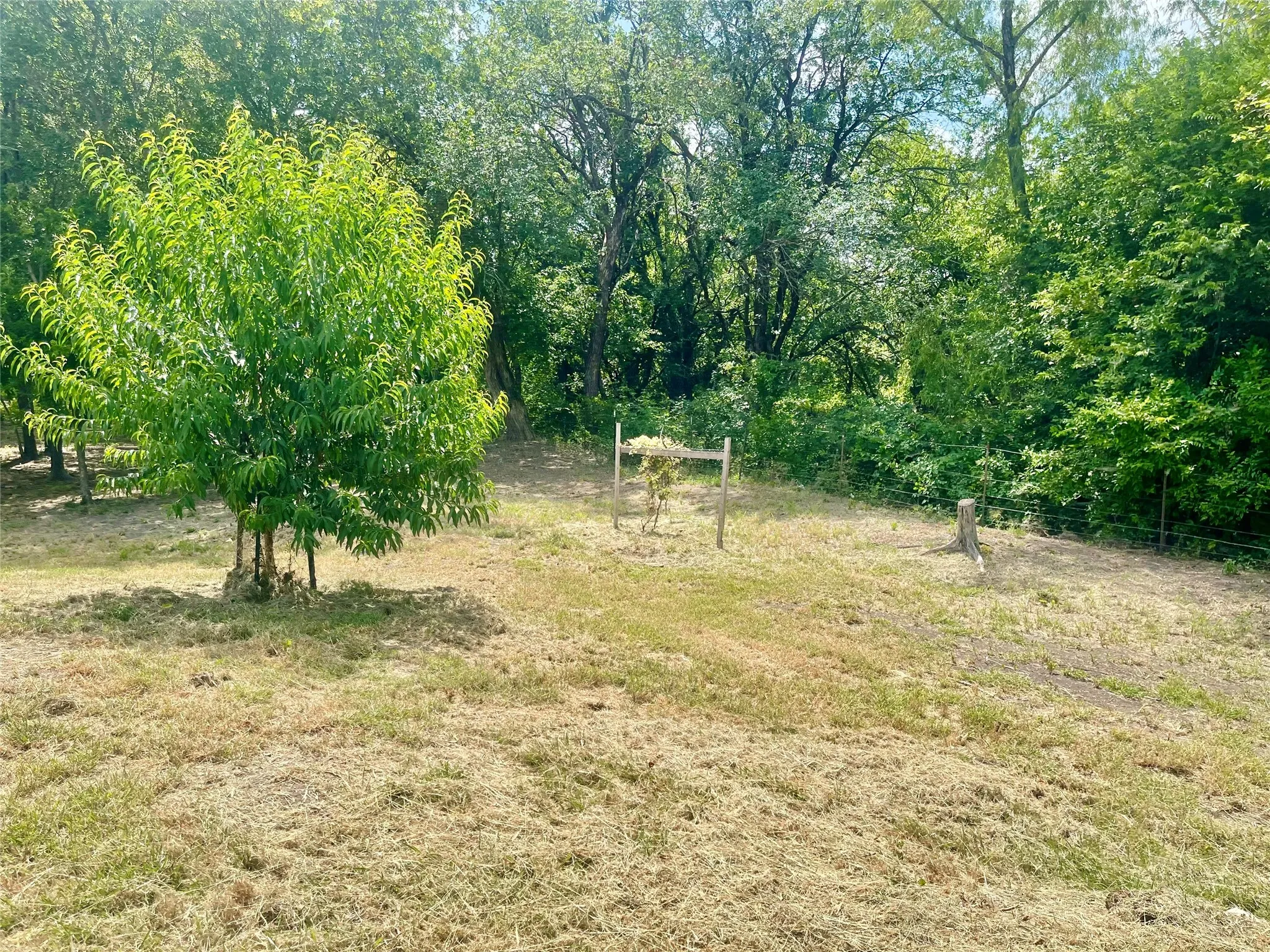 Expansive outdoor space featuring a thriving young tree, partially mown lawn, and mature trees bordering the property