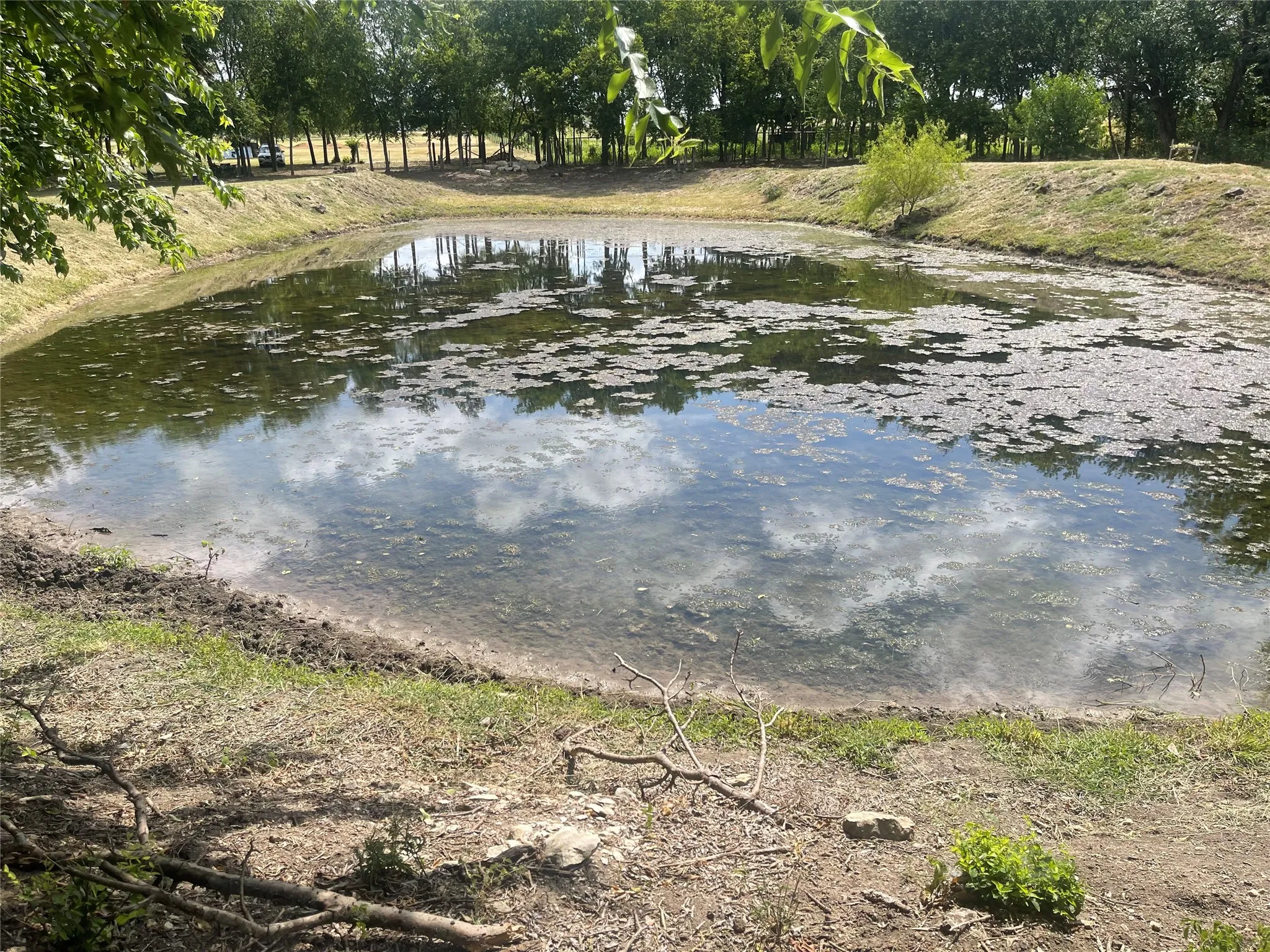 Natural pond feature with a landscaped perimeter and surrounding mature trees