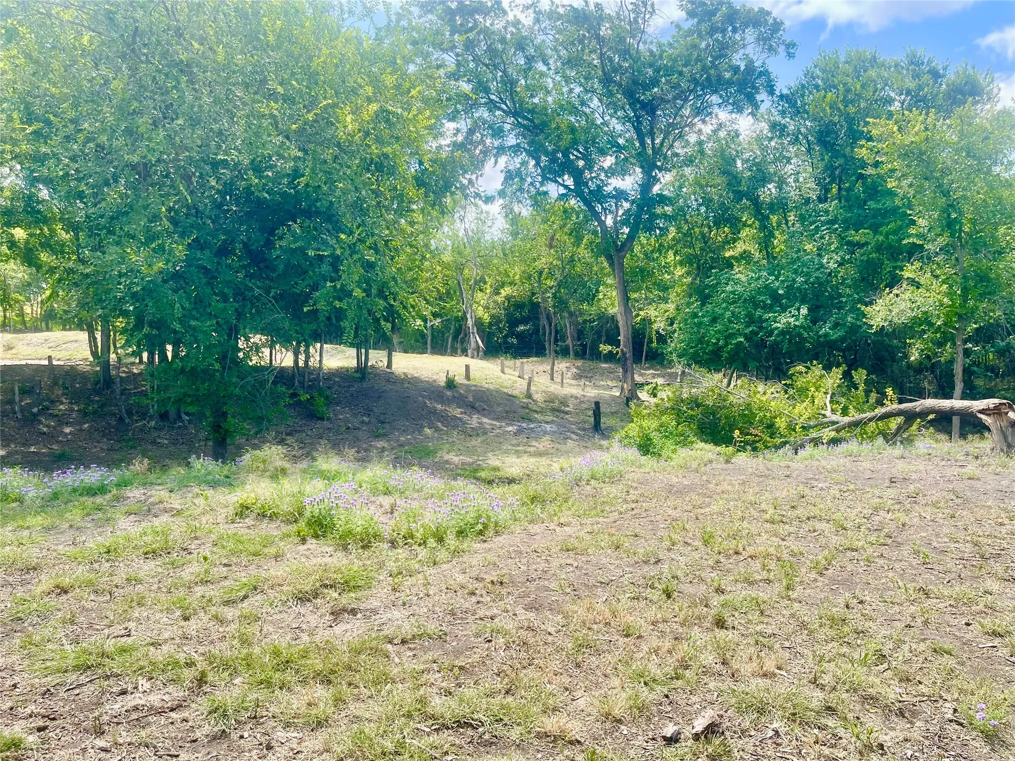 Expansive parcel featuring mature trees, natural ground cover, and varied terrain