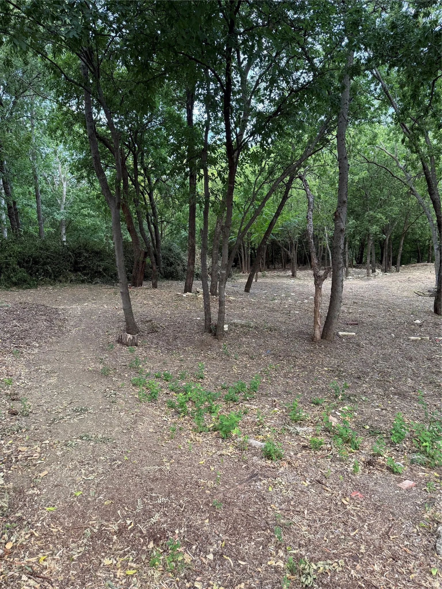 Wooded lot with mature trees and natural ground cover