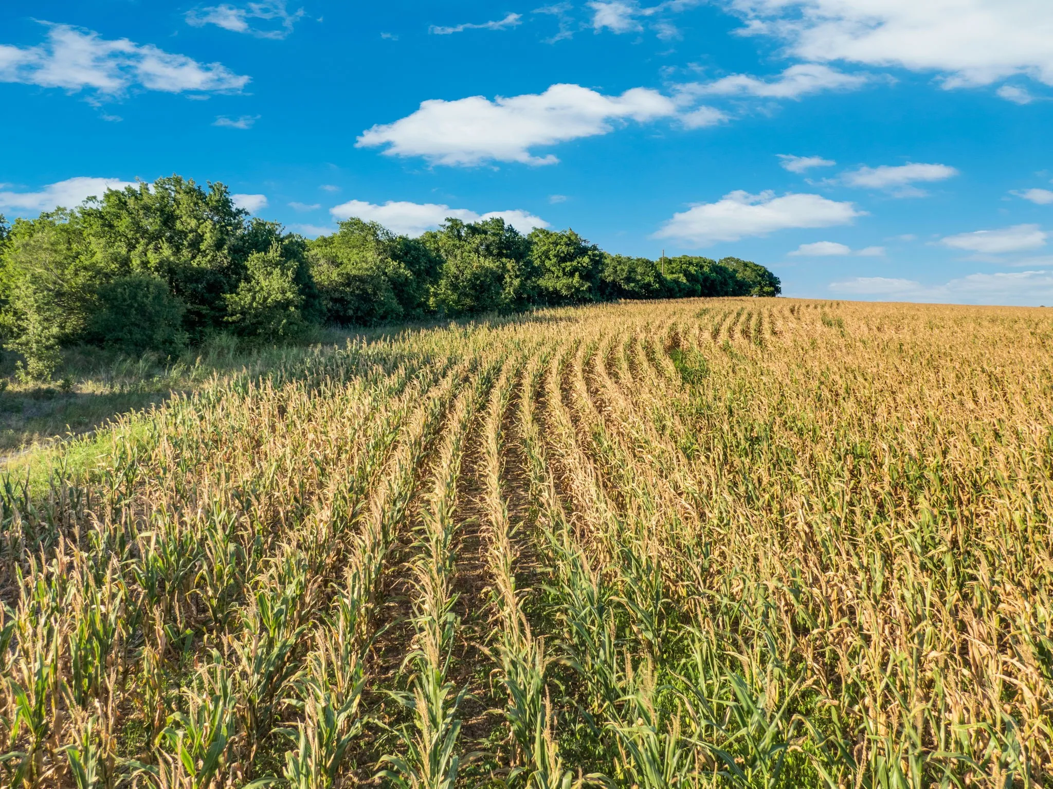 Unimproved Land For Sale in Hill County , 1188 Hcr 3138 N, Bynum, Texas 76631, 0, 0, Garage spaces, 0 Sqft, built in 0, mls#21313319, Real Estate Agent in Bynum, Homes For Sale in Hill county, Homes For Sale in Bynum, Realtor in Bynum Texas, Real Estate Brokerage Independent Realty Texas, Luminita Cordes Realtor