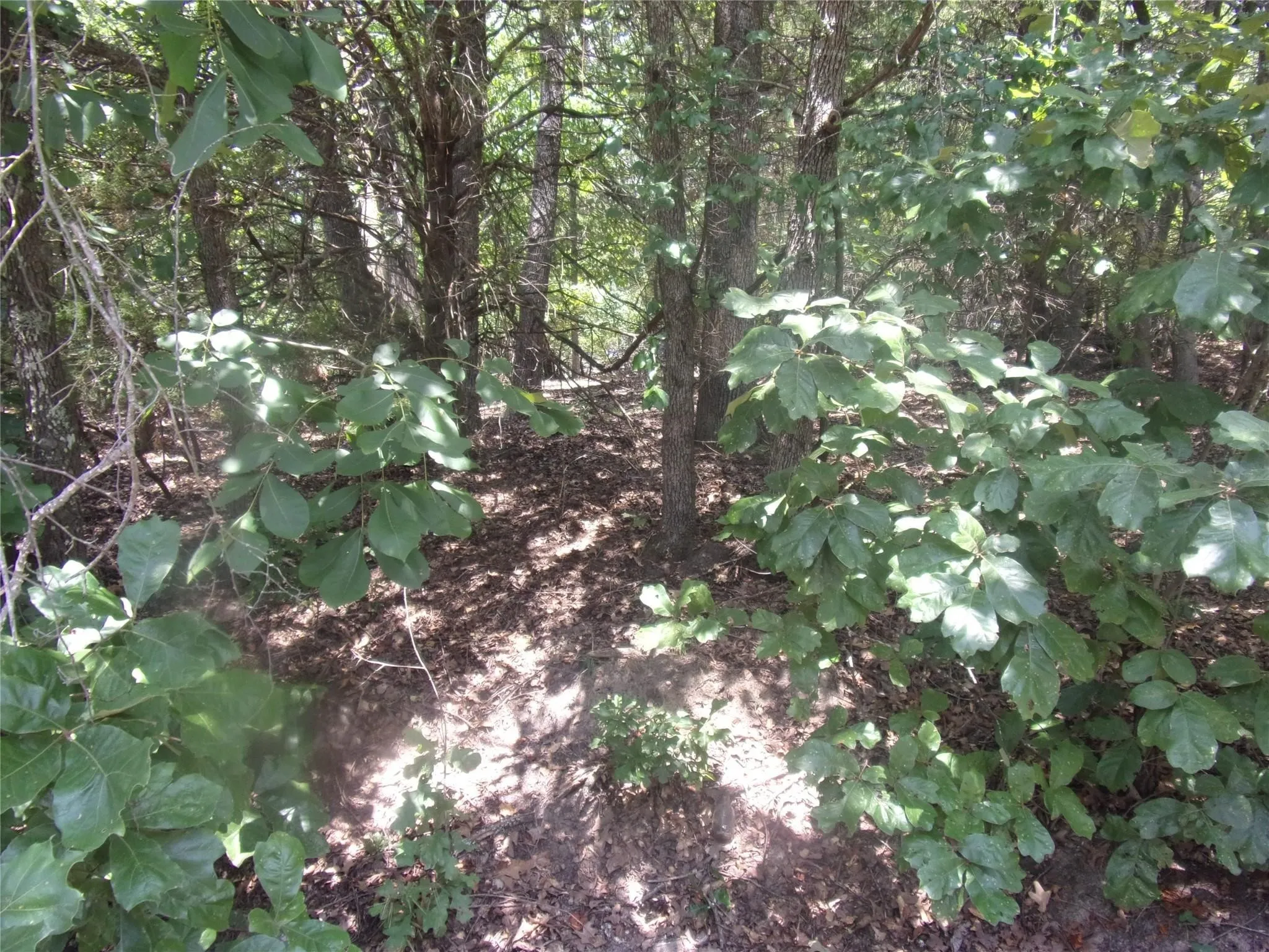 Unimproved Land For Sale in Van Zandt County , 0000 Wildwood, Murchison, Texas 75778, 0, 0, Garage spaces, 0 Sqft, built in 0, Price $16,000, mls#21329717, Real Estate Agent in Murchison, Homes For Sale in Van Zandt county, Homes For Sale in Murchison, Realtor in Murchison Texas, Real Estate Brokerage Independent Realty Texas, Luminita Cordes Realtor