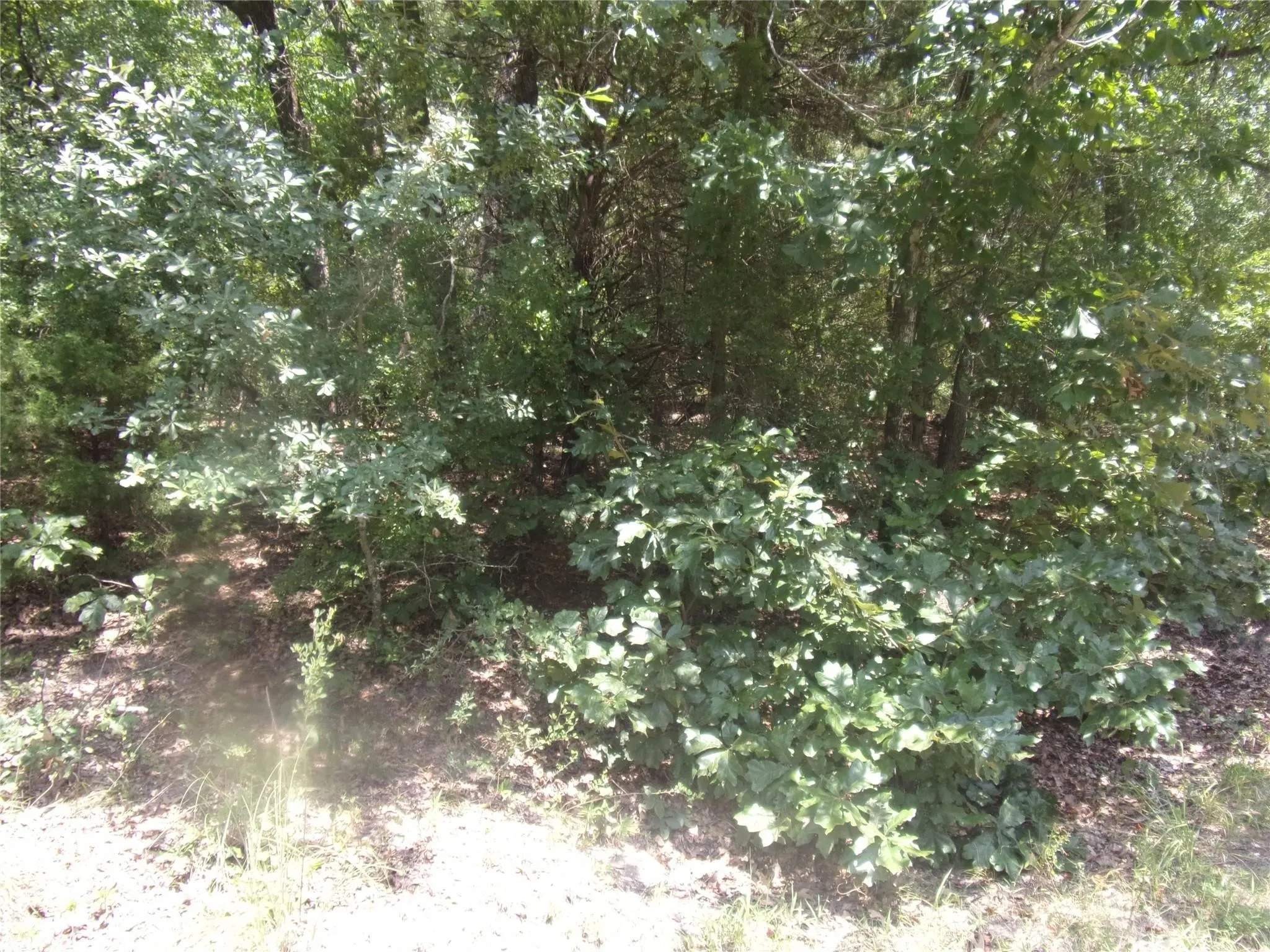 Unimproved Land For Sale in Van Zandt County , 0000 Wildwood, Murchison, Texas 75778, 0, 0, Garage spaces, 0 Sqft, built in 0, Price $16,000, mls#21329717, Real Estate Agent in Murchison, Homes For Sale in Van Zandt county, Homes For Sale in Murchison, Realtor in Murchison Texas, Real Estate Brokerage Independent Realty Texas, Luminita Cordes Realtor