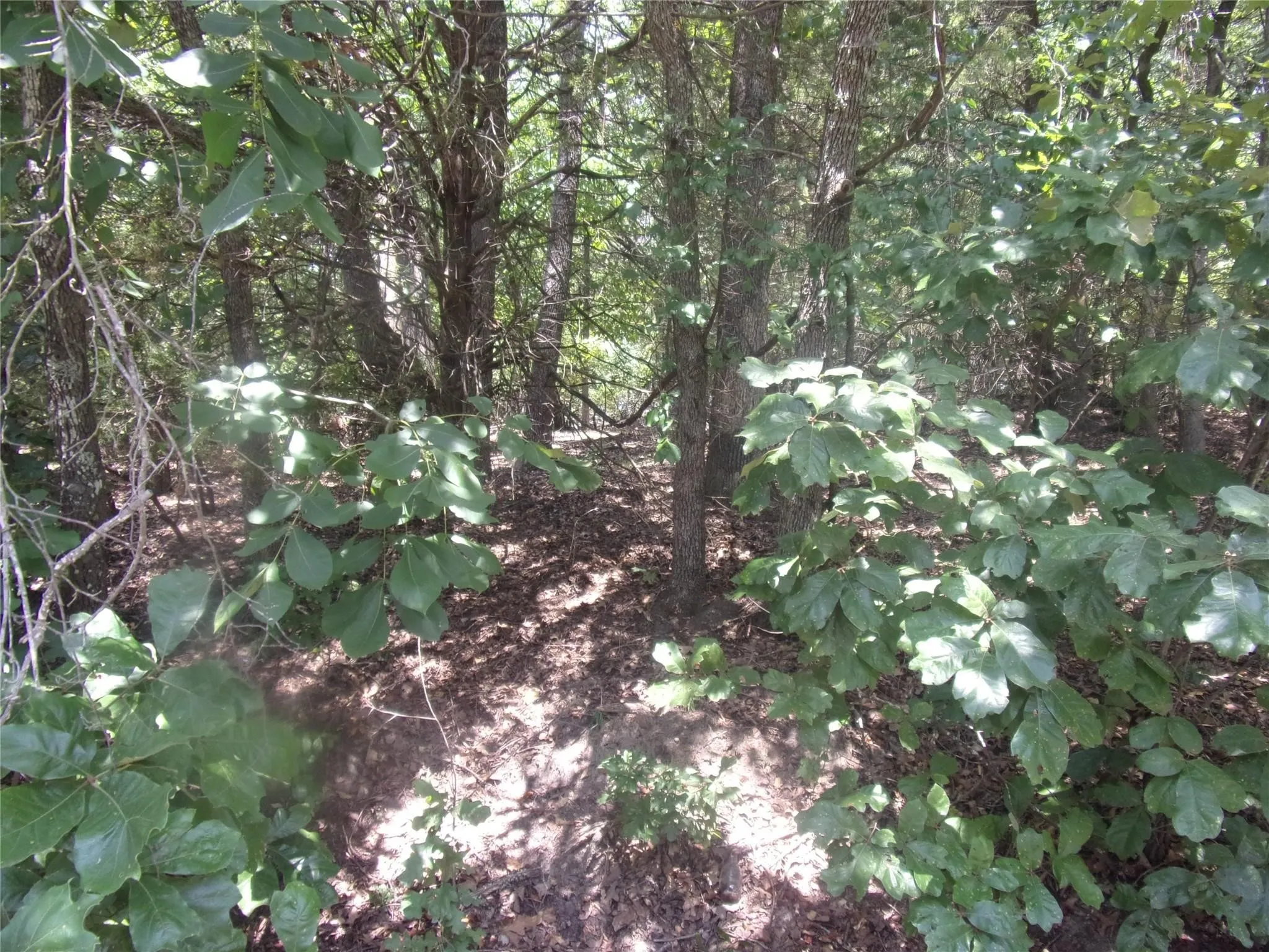 Unimproved Land For Sale in Van Zandt County , 0000 Wildwood, Murchison, Texas 75778, 0, 0, Garage spaces, 0 Sqft, built in 0, Price $16,000, mls#21329717, Real Estate Agent in Murchison, Homes For Sale in Van Zandt county, Homes For Sale in Murchison, Realtor in Murchison Texas, Real Estate Brokerage Independent Realty Texas, Luminita Cordes Realtor