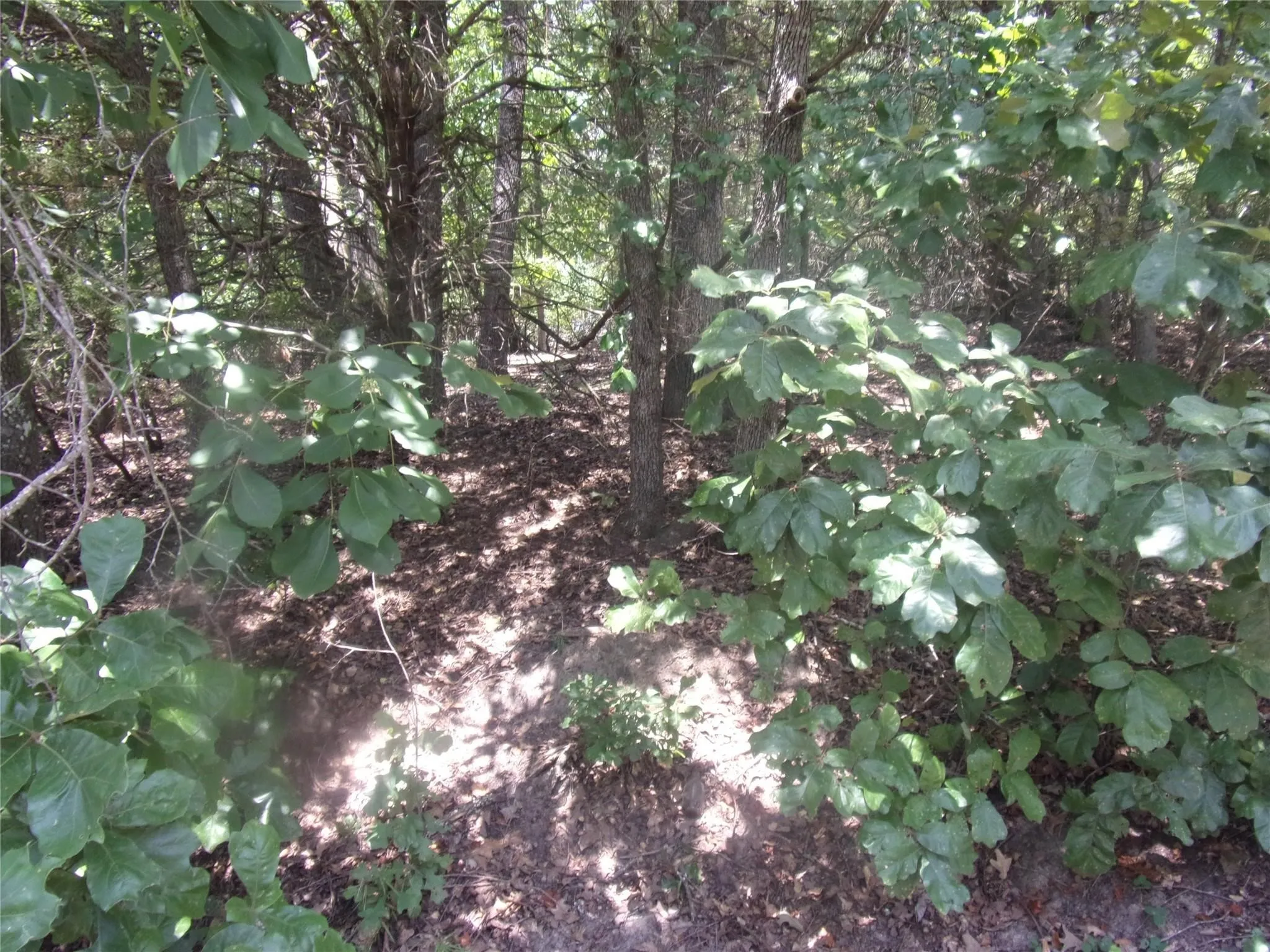 Unimproved Land For Sale in Van Zandt County , 0000 Wildwood, Murchison, Texas 75778, 0, 0, Garage spaces, 0 Sqft, built in 0, Price $16,000, mls#21329717, Real Estate Agent in Murchison, Homes For Sale in Van Zandt county, Homes For Sale in Murchison, Realtor in Murchison Texas, Real Estate Brokerage Independent Realty Texas, Luminita Cordes Realtor
