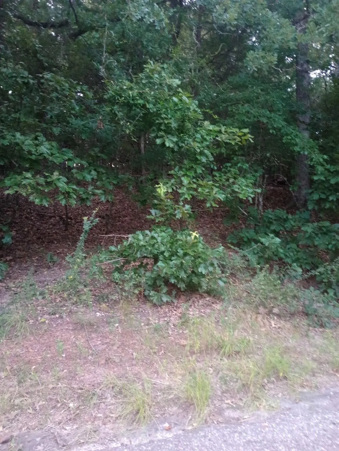 Unimproved Land For Sale in Van Zandt County , 0000 Wildwood, Murchison, Texas 75778, 0, 0, Garage spaces, 0 Sqft, built in 0, Price $16,000, mls#21329717, Real Estate Agent in Murchison, Homes For Sale in Van Zandt county, Homes For Sale in Murchison, Realtor in Murchison Texas, Real Estate Brokerage Independent Realty Texas, Luminita Cordes Realtor