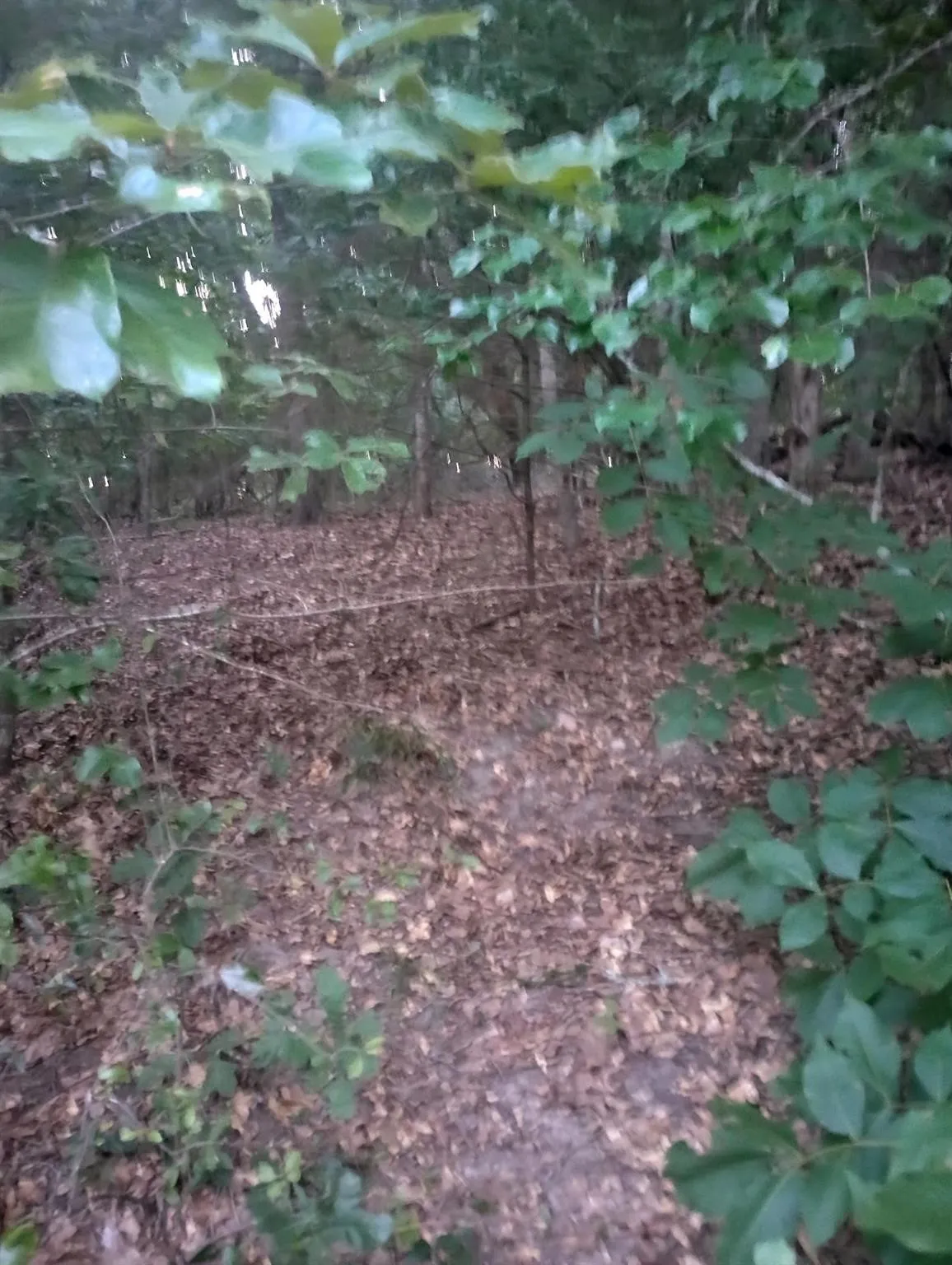 Unimproved Land For Sale in Van Zandt County , 0000 Wildwood, Murchison, Texas 75778, 0, 0, Garage spaces, 0 Sqft, built in 0, Price $16,000, mls#21329717, Real Estate Agent in Murchison, Homes For Sale in Van Zandt county, Homes For Sale in Murchison, Realtor in Murchison Texas, Real Estate Brokerage Independent Realty Texas, Luminita Cordes Realtor