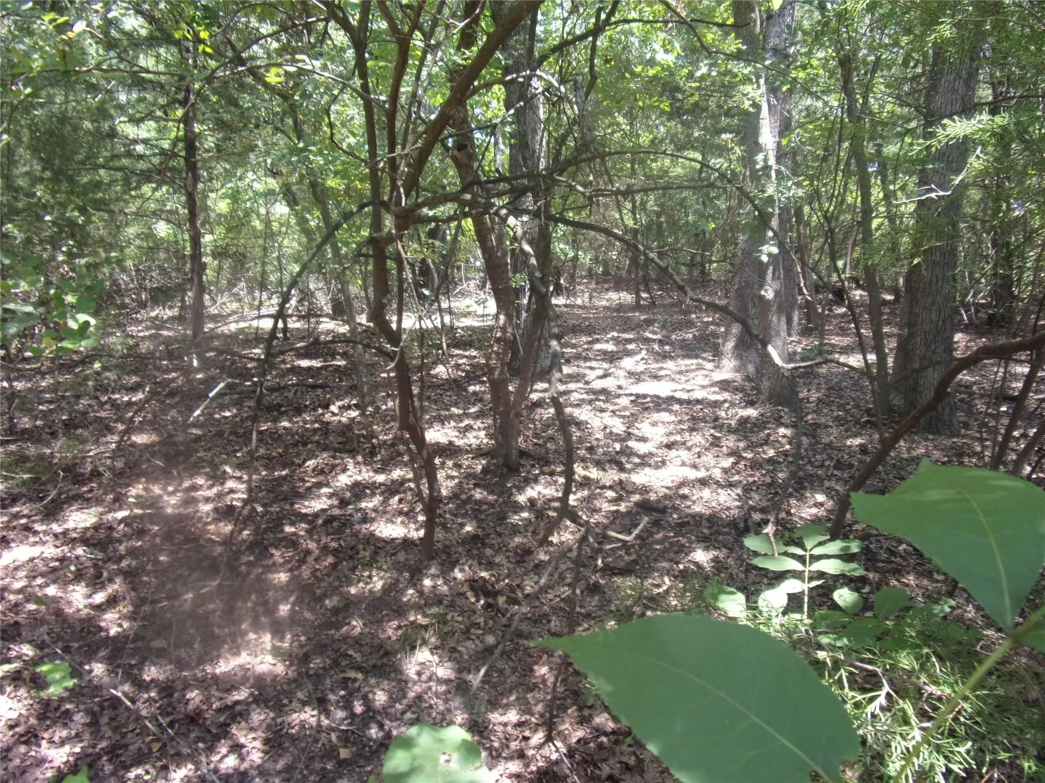 Unimproved Land For Sale in Van Zandt County , 0000 Wildwood, Murchison, Texas 75778, 0, 0, Garage spaces, 0 Sqft, built in 0, Price $16,000, mls#21329717, Real Estate Agent in Murchison, Homes For Sale in Van Zandt county, Homes For Sale in Murchison, Realtor in Murchison Texas, Real Estate Brokerage Independent Realty Texas, Luminita Cordes Realtor