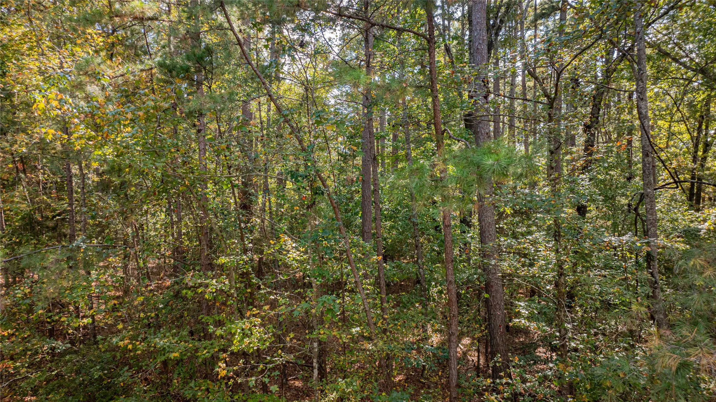Unimproved Land For Sale in Wood County , TBD County Road 4558, Winnsboro, Texas 75494, 0, 0, Garage spaces, 0 Sqft, built in 0, Price $125,000, mls#21329737, Real Estate Agent in Winnsboro, Homes For Sale in Wood county, Homes For Sale in Winnsboro, Realtor in Winnsboro Texas, Real Estate Brokerage Independent Realty Texas, Luminita Cordes Realtor