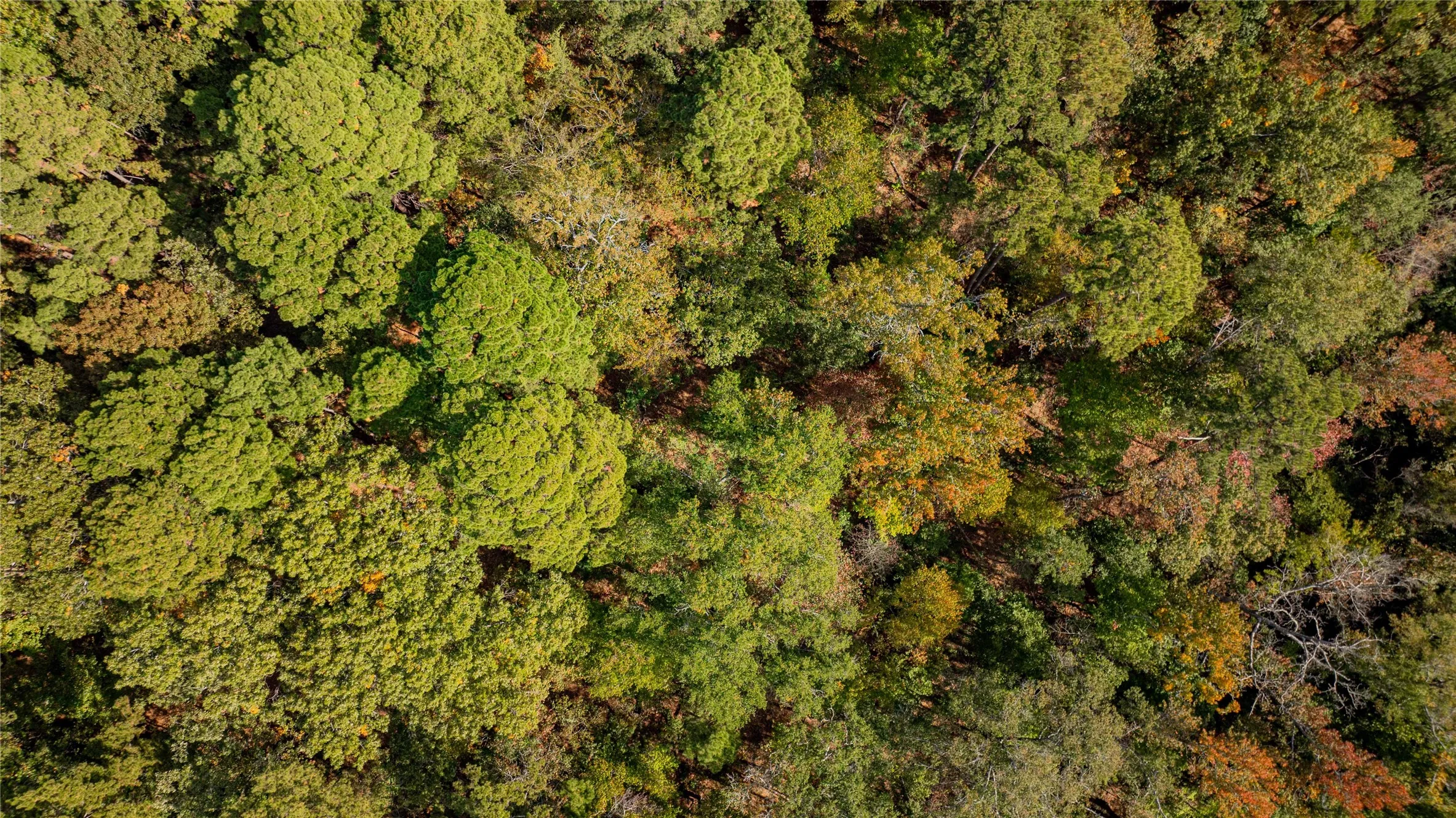 Unimproved Land For Sale in Wood County , TBD County Road 4558, Winnsboro, Texas 75494, 0, 0, Garage spaces, 0 Sqft, built in 0, Price $125,000, mls#21329737, Real Estate Agent in Winnsboro, Homes For Sale in Wood county, Homes For Sale in Winnsboro, Realtor in Winnsboro Texas, Real Estate Brokerage Independent Realty Texas, Luminita Cordes Realtor