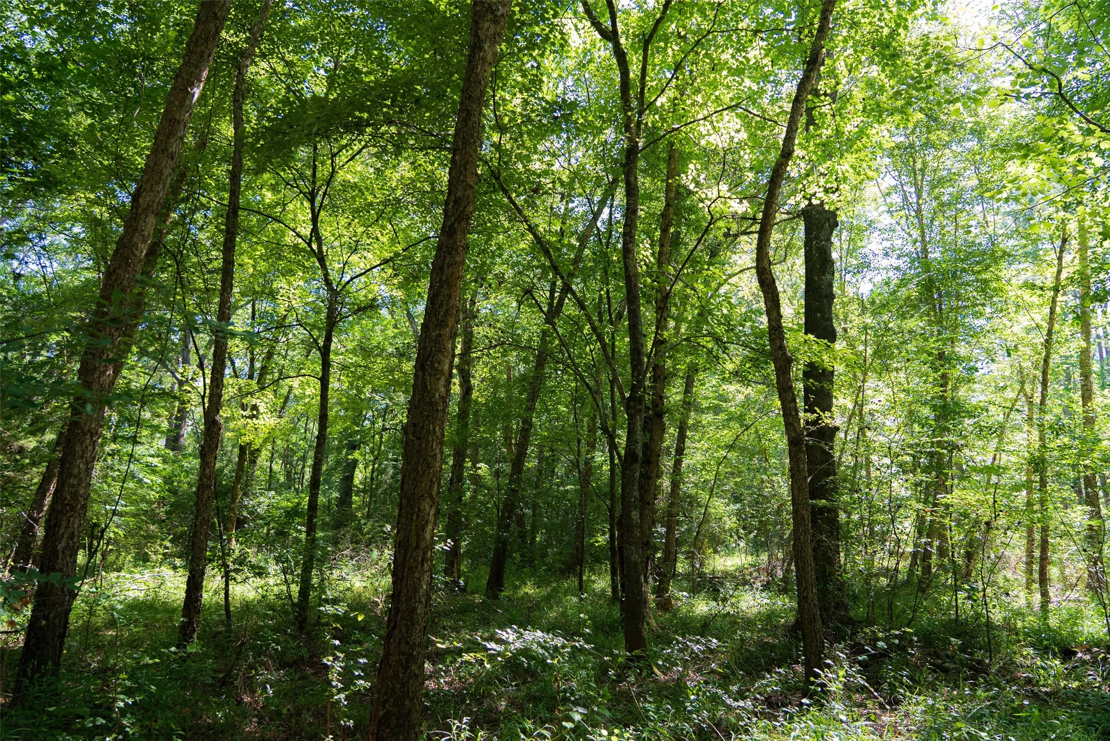 Unimproved Land For Sale in Cherokee County , 00 County Road 1310, Rusk, Texas 75785, 0, 0, Garage spaces, 0 Sqft, built in 0, mls#21329706, Real Estate Agent in Rusk, Homes For Sale in Cherokee county, Homes For Sale in Rusk, Realtor in Rusk Texas, Real Estate Brokerage Independent Realty Texas, Luminita Cordes Realtor