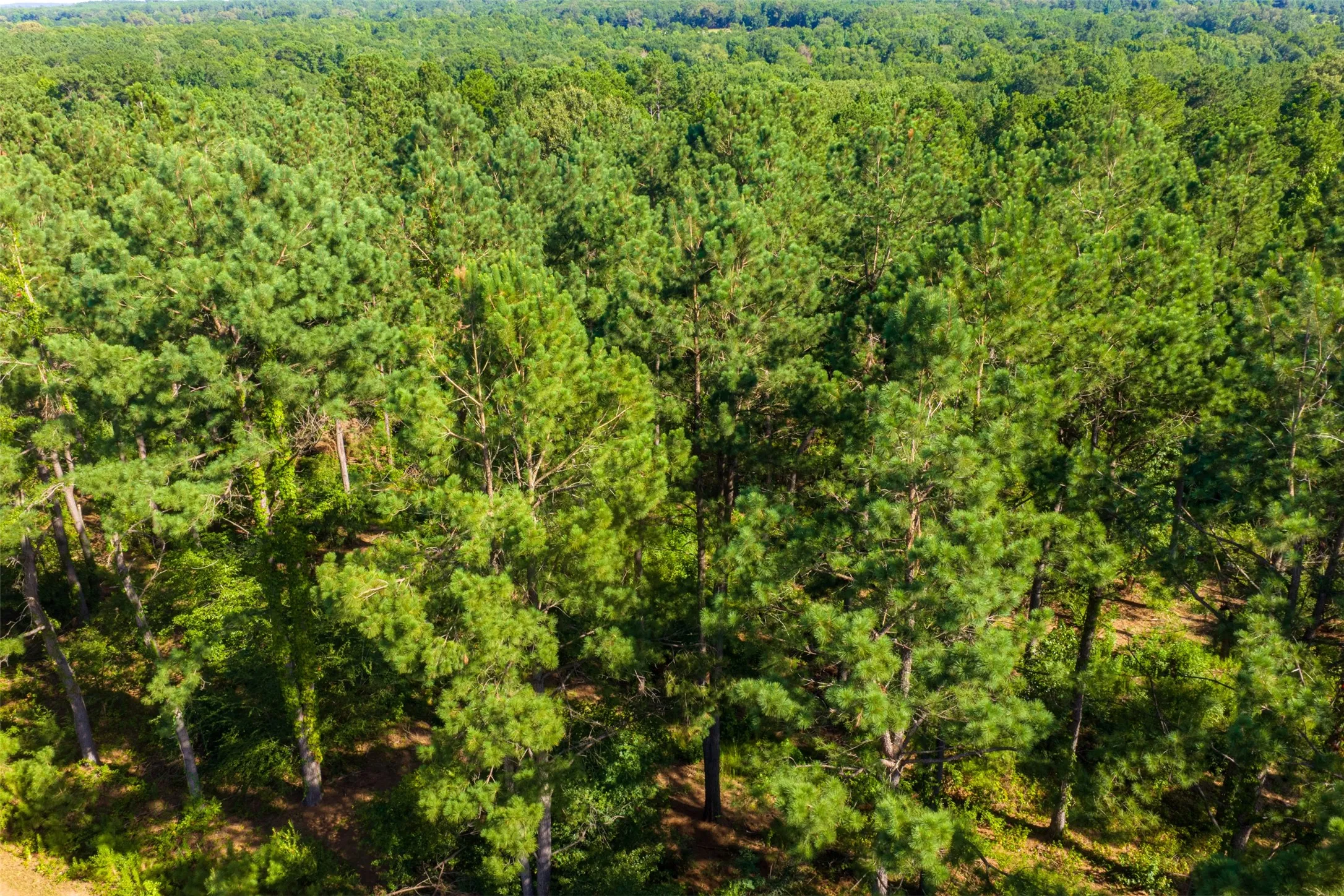 Unimproved Land For Sale in Cherokee County , 00 County Road 1310, Rusk, Texas 75785, 0, 0, Garage spaces, 0 Sqft, built in 0, mls#21329706, Real Estate Agent in Rusk, Homes For Sale in Cherokee county, Homes For Sale in Rusk, Realtor in Rusk Texas, Real Estate Brokerage Independent Realty Texas, Luminita Cordes Realtor