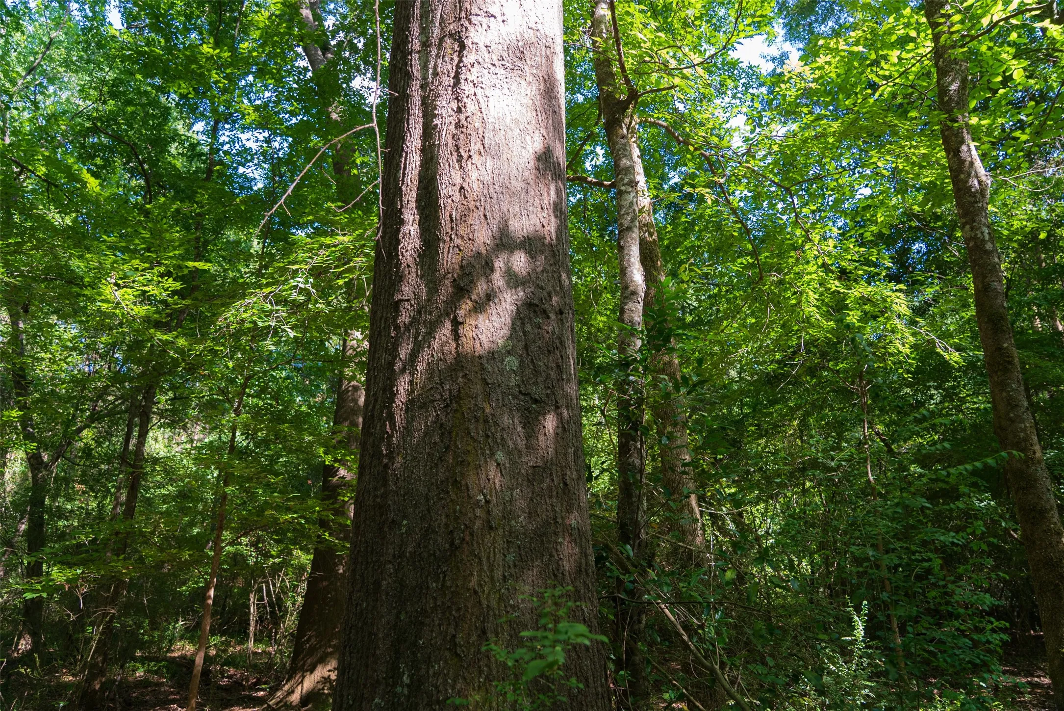 Unimproved Land For Sale in Cherokee County , 00 County Road 1310, Rusk, Texas 75785, 0, 0, Garage spaces, 0 Sqft, built in 0, mls#21329706, Real Estate Agent in Rusk, Homes For Sale in Cherokee county, Homes For Sale in Rusk, Realtor in Rusk Texas, Real Estate Brokerage Independent Realty Texas, Luminita Cordes Realtor
