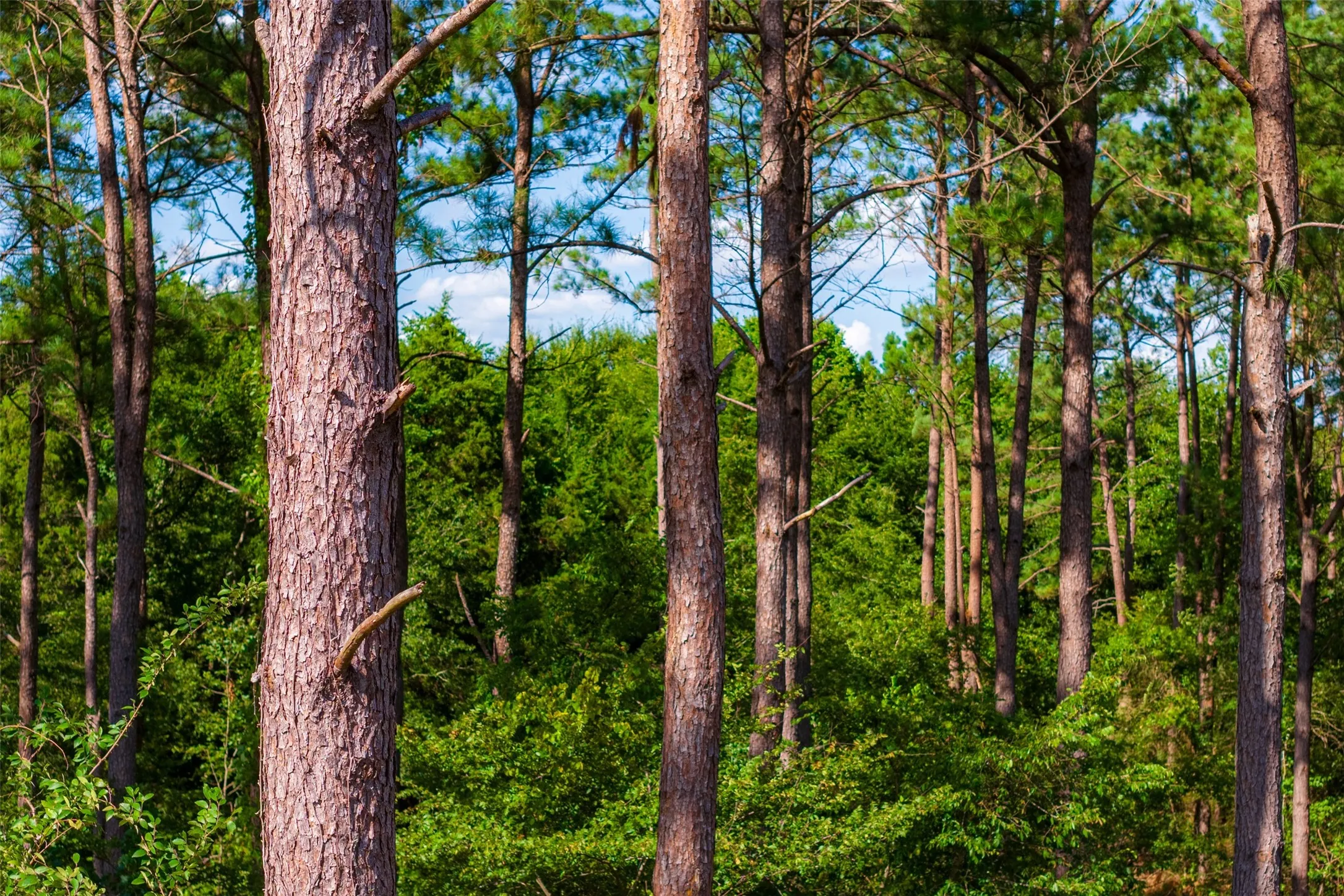 Unimproved Land For Sale in Cherokee County , 00 County Road 1310, Rusk, Texas 75785, 0, 0, Garage spaces, 0 Sqft, built in 0, mls#21329706, Real Estate Agent in Rusk, Homes For Sale in Cherokee county, Homes For Sale in Rusk, Realtor in Rusk Texas, Real Estate Brokerage Independent Realty Texas, Luminita Cordes Realtor