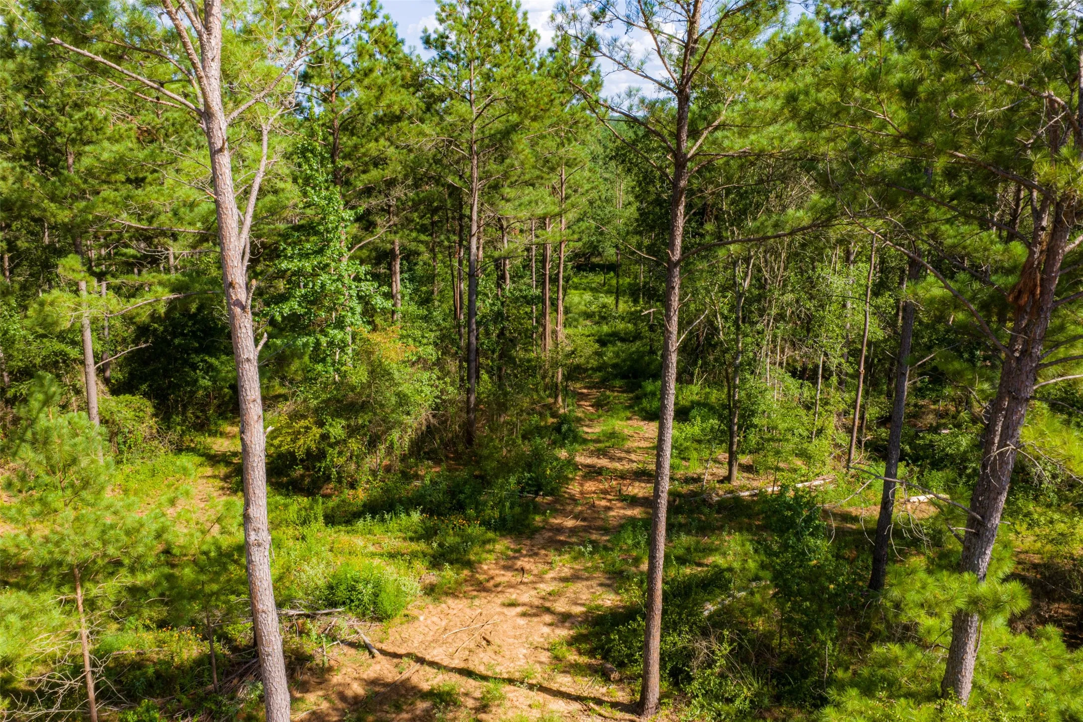 Unimproved Land For Sale in Cherokee County , 00 County Road 1310, Rusk, Texas 75785, 0, 0, Garage spaces, 0 Sqft, built in 0, mls#21329706, Real Estate Agent in Rusk, Homes For Sale in Cherokee county, Homes For Sale in Rusk, Realtor in Rusk Texas, Real Estate Brokerage Independent Realty Texas, Luminita Cordes Realtor