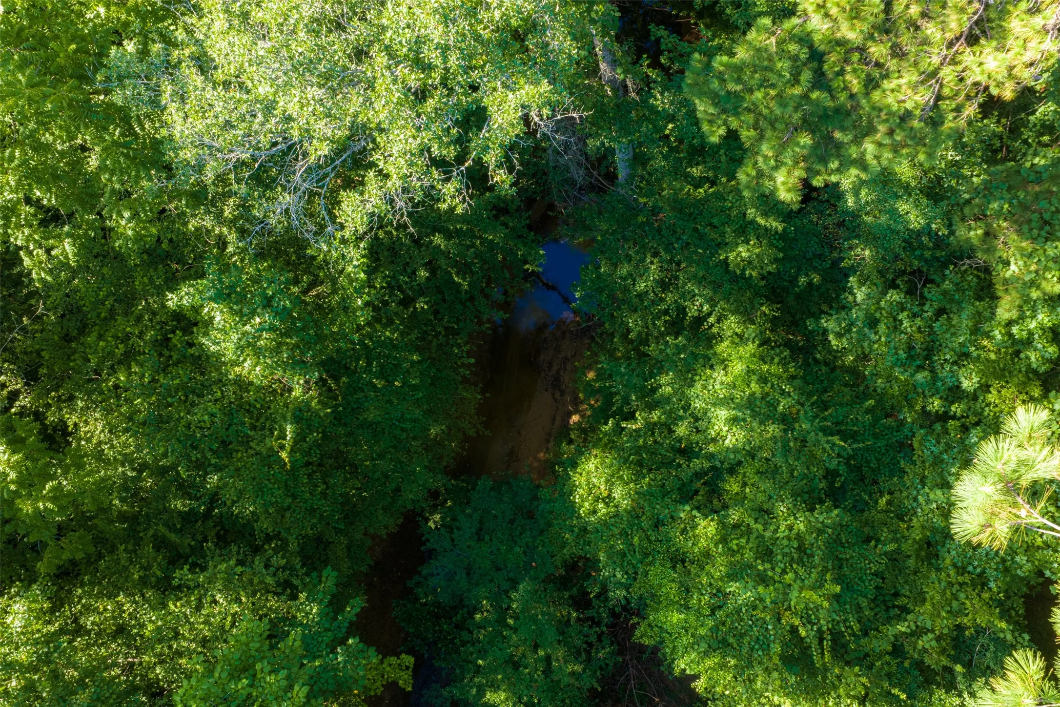 Unimproved Land For Sale in Cherokee County , 00 County Road 1310, Rusk, Texas 75785, 0, 0, Garage spaces, 0 Sqft, built in 0, mls#21329706, Real Estate Agent in Rusk, Homes For Sale in Cherokee county, Homes For Sale in Rusk, Realtor in Rusk Texas, Real Estate Brokerage Independent Realty Texas, Luminita Cordes Realtor