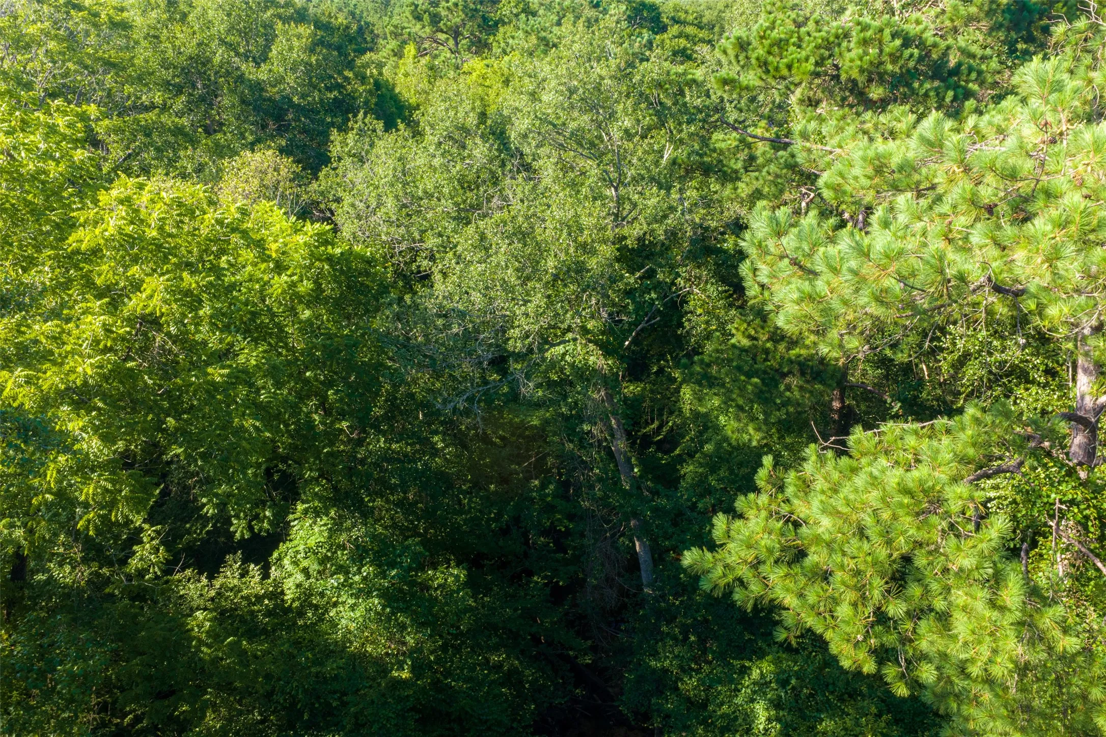Unimproved Land For Sale in Cherokee County , 00 County Road 1310, Rusk, Texas 75785, 0, 0, Garage spaces, 0 Sqft, built in 0, mls#21329706, Real Estate Agent in Rusk, Homes For Sale in Cherokee county, Homes For Sale in Rusk, Realtor in Rusk Texas, Real Estate Brokerage Independent Realty Texas, Luminita Cordes Realtor
