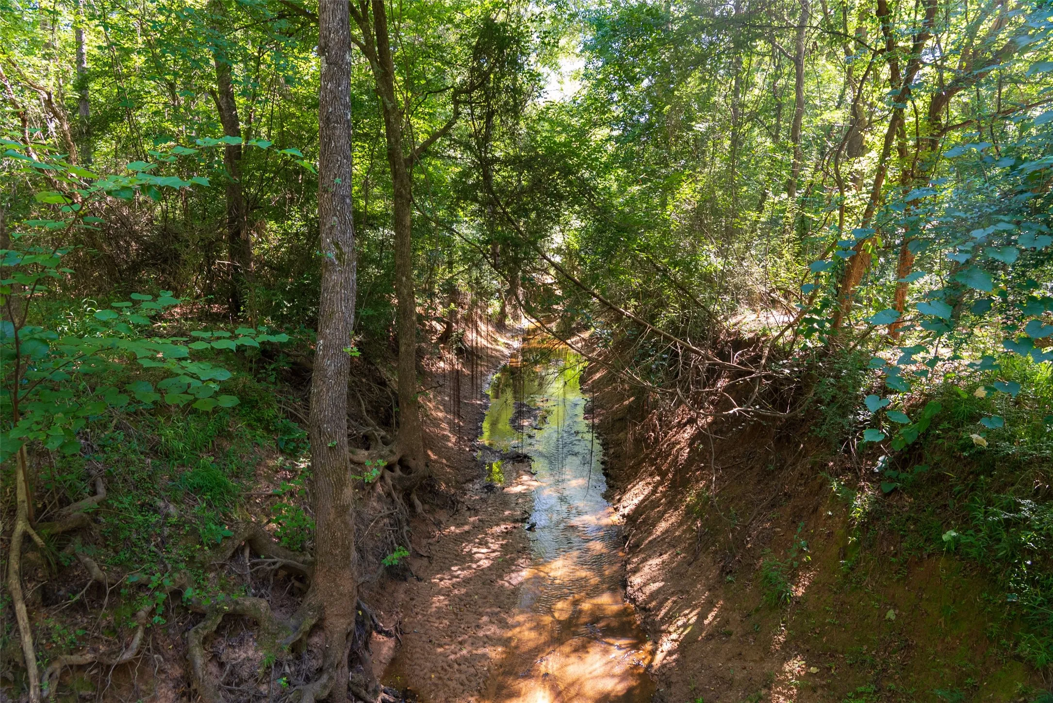Unimproved Land For Sale in Cherokee County , 00 County Road 1310, Rusk, Texas 75785, 0, 0, Garage spaces, 0 Sqft, built in 0, mls#21329706, Real Estate Agent in Rusk, Homes For Sale in Cherokee county, Homes For Sale in Rusk, Realtor in Rusk Texas, Real Estate Brokerage Independent Realty Texas, Luminita Cordes Realtor