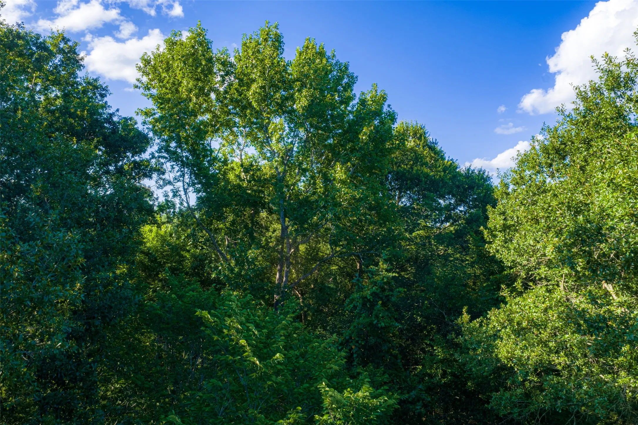 Unimproved Land For Sale in Cherokee County , 00 County Road 1310, Rusk, Texas 75785, 0, 0, Garage spaces, 0 Sqft, built in 0, mls#21329706, Real Estate Agent in Rusk, Homes For Sale in Cherokee county, Homes For Sale in Rusk, Realtor in Rusk Texas, Real Estate Brokerage Independent Realty Texas, Luminita Cordes Realtor