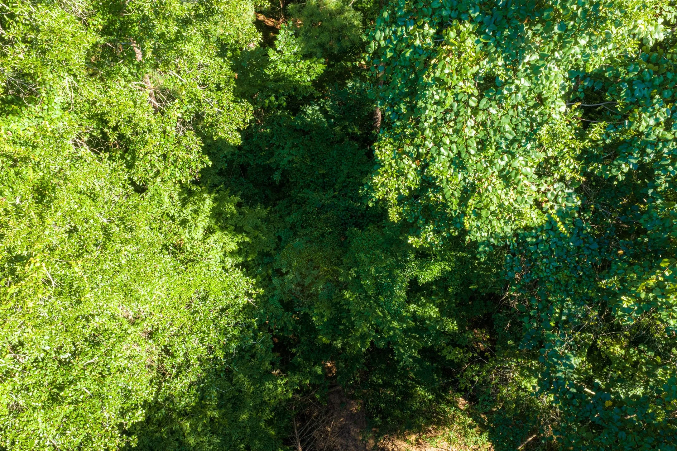 Unimproved Land For Sale in Cherokee County , 00 County Road 1310, Rusk, Texas 75785, 0, 0, Garage spaces, 0 Sqft, built in 0, mls#21329706, Real Estate Agent in Rusk, Homes For Sale in Cherokee county, Homes For Sale in Rusk, Realtor in Rusk Texas, Real Estate Brokerage Independent Realty Texas, Luminita Cordes Realtor