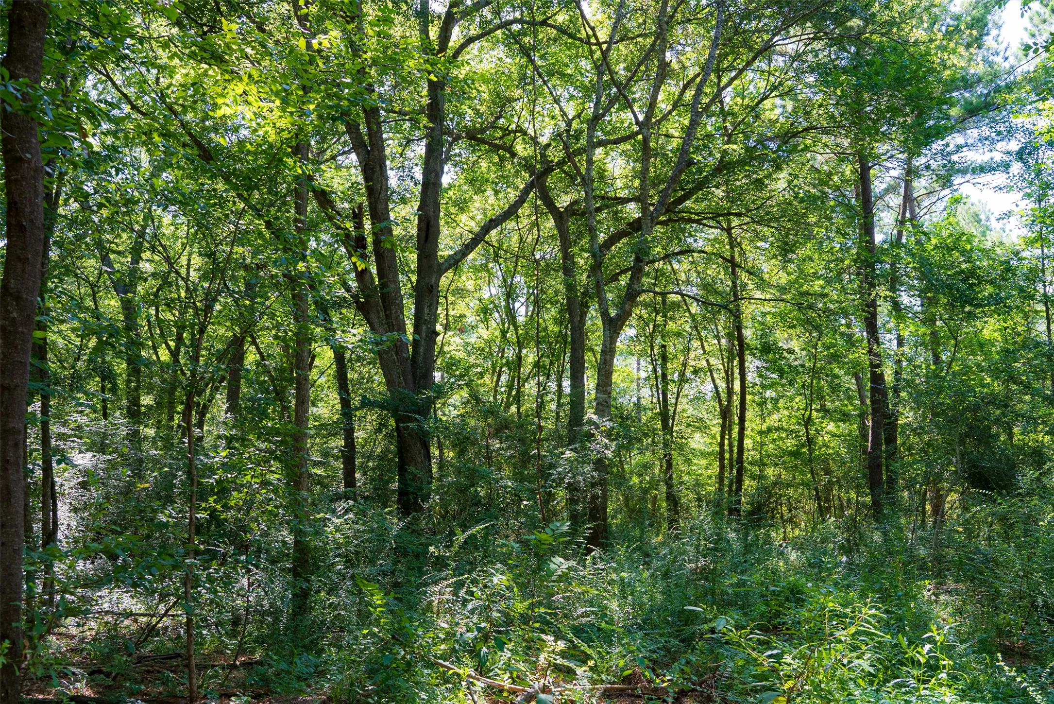 Unimproved Land For Sale in Cherokee County , 00 County Road 1310, Rusk, Texas 75785, 0, 0, Garage spaces, 0 Sqft, built in 0, mls#21329706, Real Estate Agent in Rusk, Homes For Sale in Cherokee county, Homes For Sale in Rusk, Realtor in Rusk Texas, Real Estate Brokerage Independent Realty Texas, Luminita Cordes Realtor