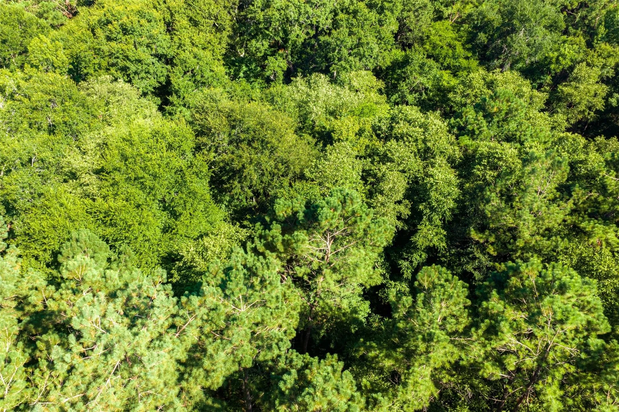 Unimproved Land For Sale in Cherokee County , 00 County Road 1310, Rusk, Texas 75785, 0, 0, Garage spaces, 0 Sqft, built in 0, mls#21329706, Real Estate Agent in Rusk, Homes For Sale in Cherokee county, Homes For Sale in Rusk, Realtor in Rusk Texas, Real Estate Brokerage Independent Realty Texas, Luminita Cordes Realtor