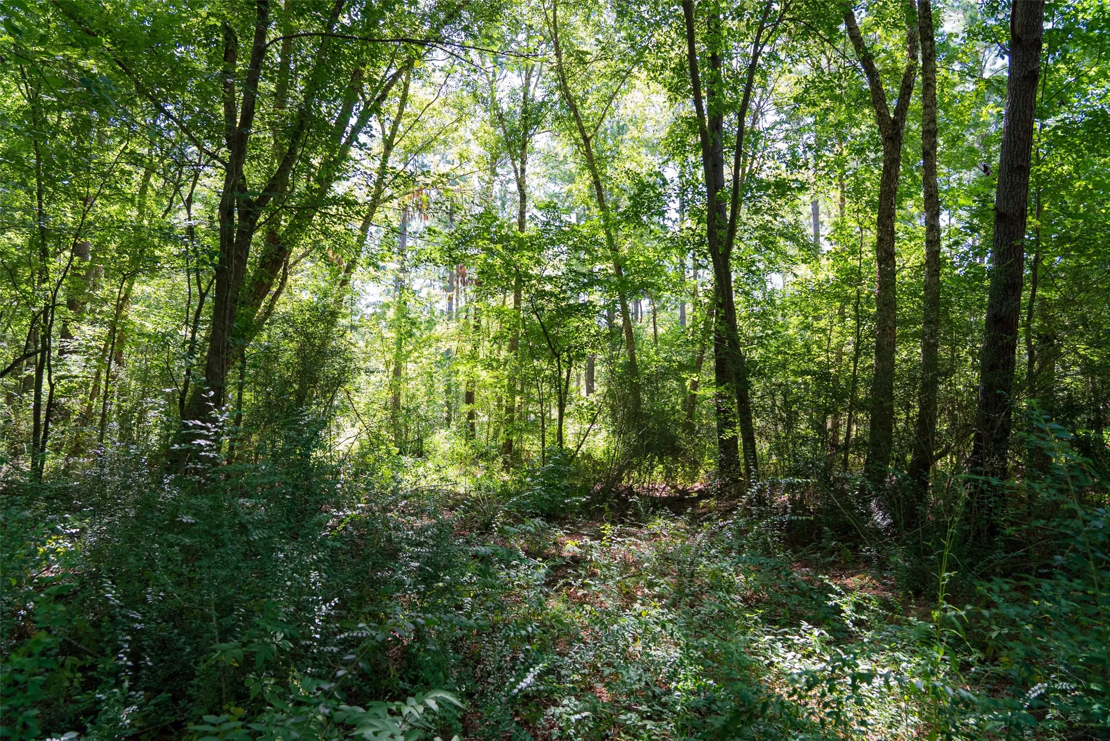 Unimproved Land For Sale in Cherokee County , 00 County Road 1310, Rusk, Texas 75785, 0, 0, Garage spaces, 0 Sqft, built in 0, mls#21329706, Real Estate Agent in Rusk, Homes For Sale in Cherokee county, Homes For Sale in Rusk, Realtor in Rusk Texas, Real Estate Brokerage Independent Realty Texas, Luminita Cordes Realtor