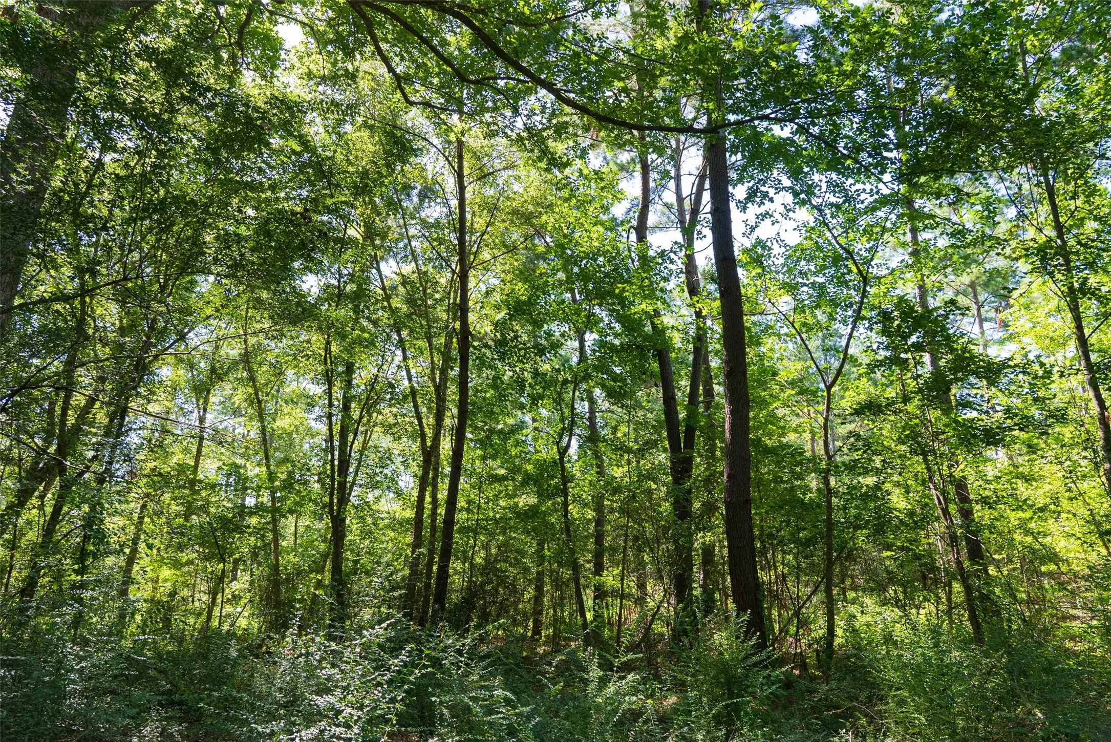 Unimproved Land For Sale in Cherokee County , 00 County Road 1310, Rusk, Texas 75785, 0, 0, Garage spaces, 0 Sqft, built in 0, mls#21329706, Real Estate Agent in Rusk, Homes For Sale in Cherokee county, Homes For Sale in Rusk, Realtor in Rusk Texas, Real Estate Brokerage Independent Realty Texas, Luminita Cordes Realtor