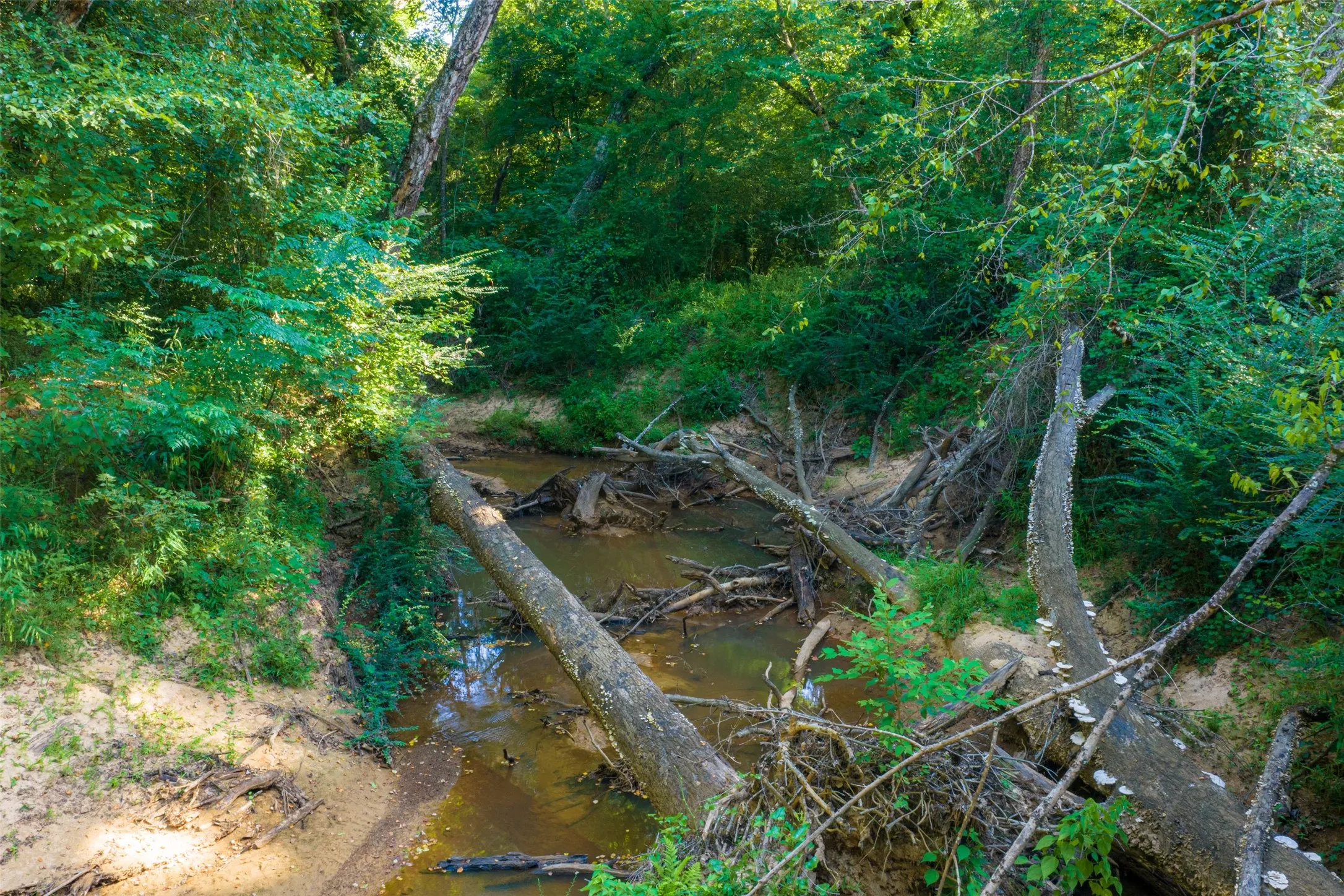 Unimproved Land For Sale in Cherokee County , 00 County Road 1310, Rusk, Texas 75785, 0, 0, Garage spaces, 0 Sqft, built in 0, mls#21329706, Real Estate Agent in Rusk, Homes For Sale in Cherokee county, Homes For Sale in Rusk, Realtor in Rusk Texas, Real Estate Brokerage Independent Realty Texas, Luminita Cordes Realtor