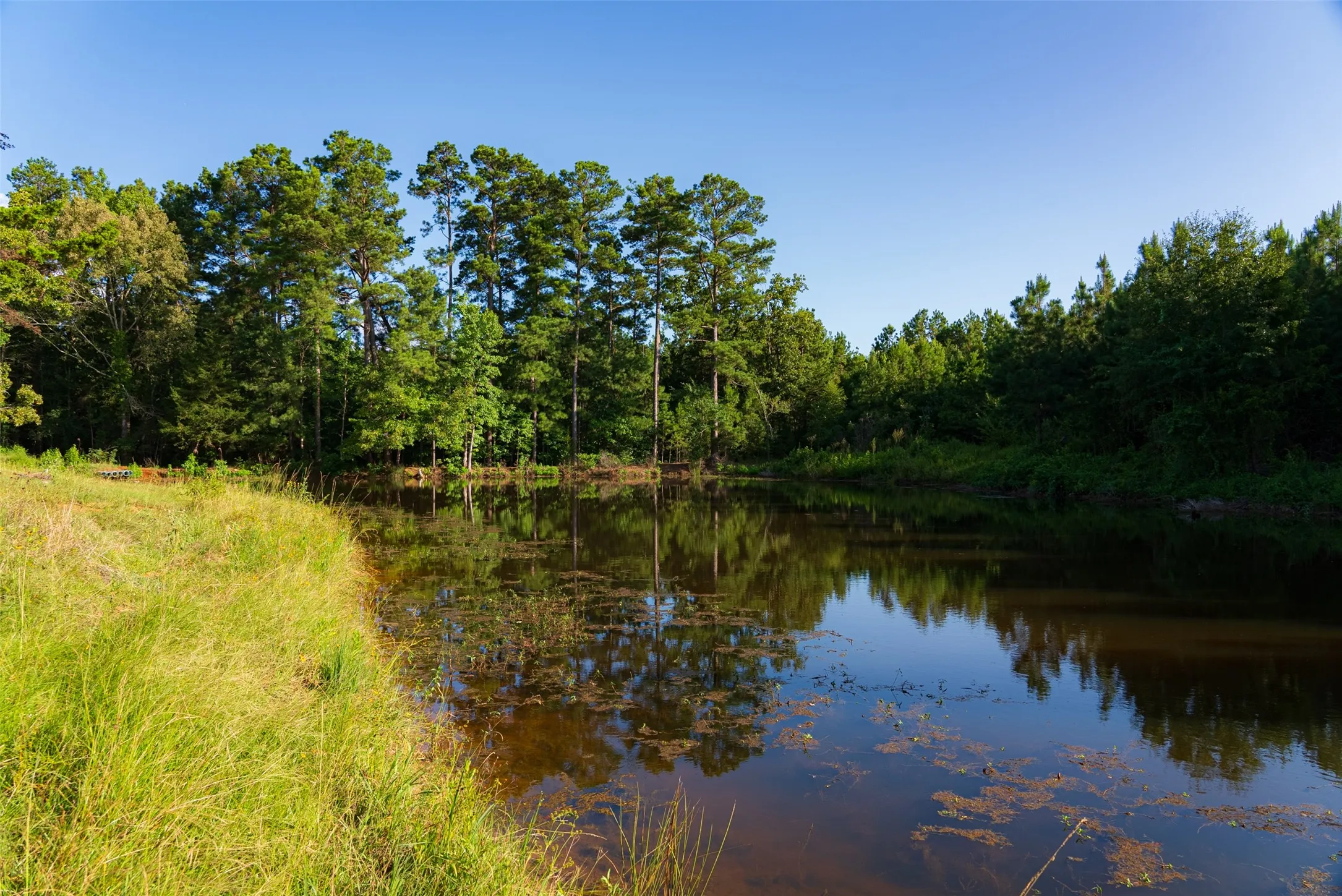 Unimproved Land For Sale in Cherokee County , 00 County Road 1310, Rusk, Texas 75785, 0, 0, Garage spaces, 0 Sqft, built in 0, mls#21329706, Real Estate Agent in Rusk, Homes For Sale in Cherokee county, Homes For Sale in Rusk, Realtor in Rusk Texas, Real Estate Brokerage Independent Realty Texas, Luminita Cordes Realtor
