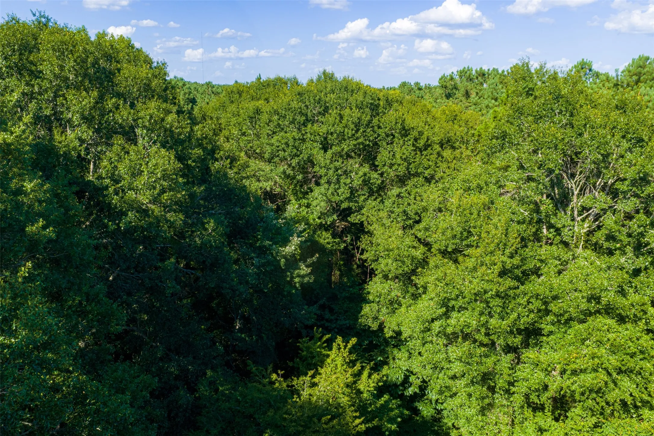 Unimproved Land For Sale in Cherokee County , 00 County Road 1310, Rusk, Texas 75785, 0, 0, Garage spaces, 0 Sqft, built in 0, mls#21329706, Real Estate Agent in Rusk, Homes For Sale in Cherokee county, Homes For Sale in Rusk, Realtor in Rusk Texas, Real Estate Brokerage Independent Realty Texas, Luminita Cordes Realtor