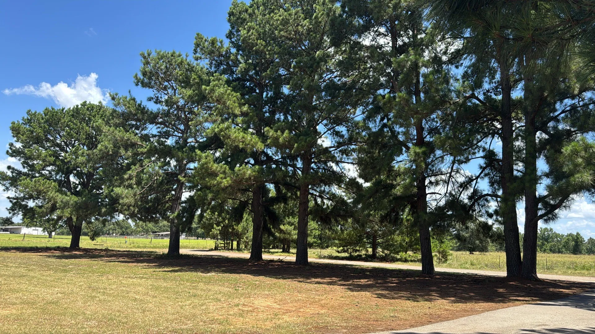 Mature Trees