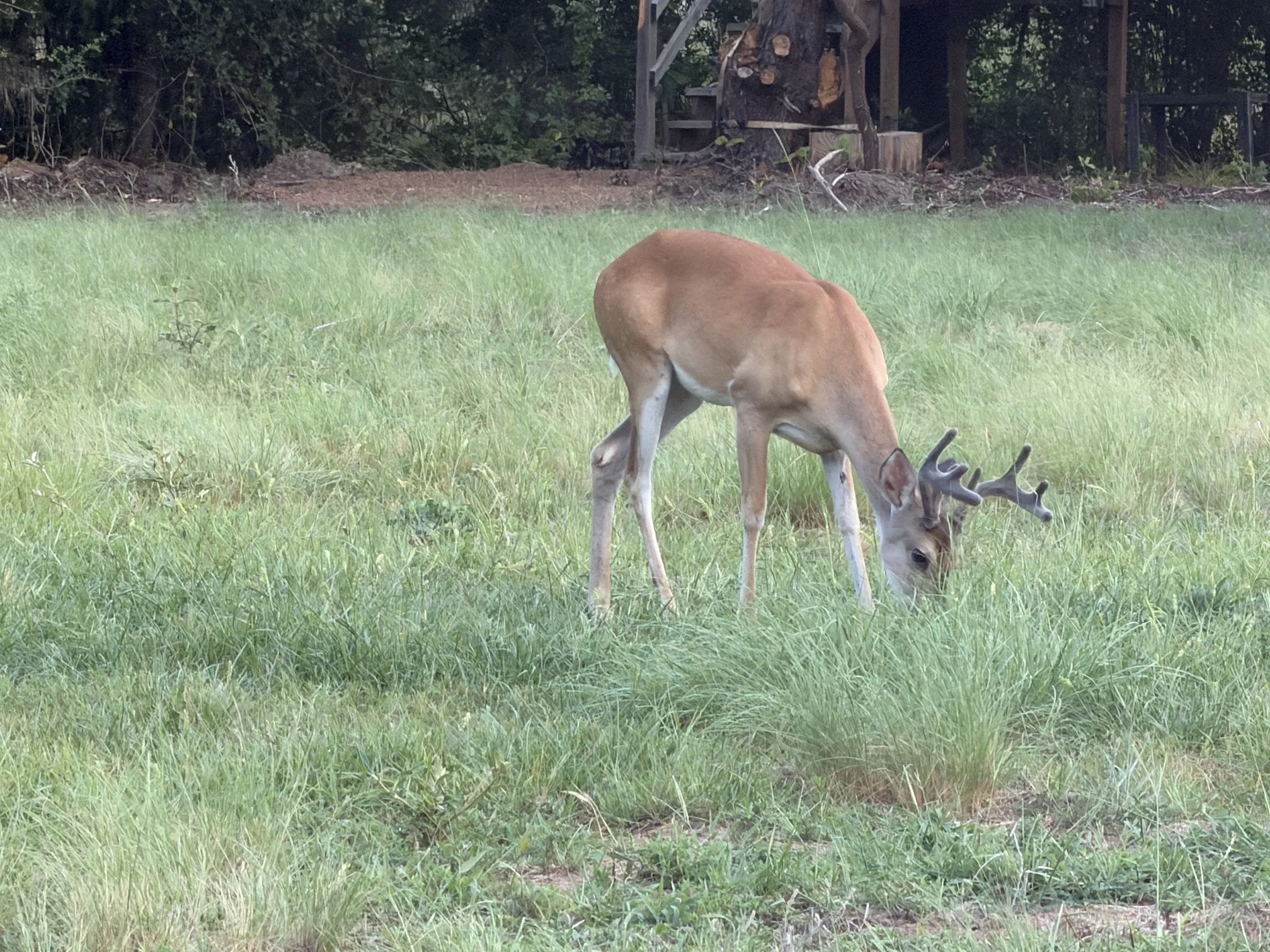 View of Deer on Property