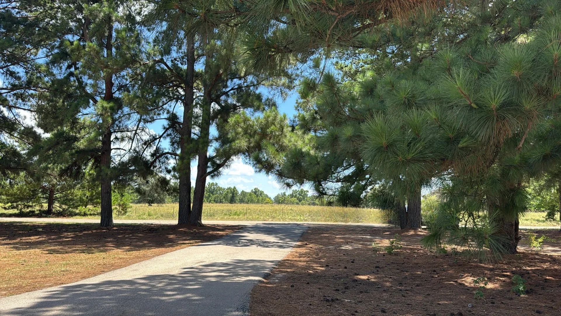 Mature Trees
